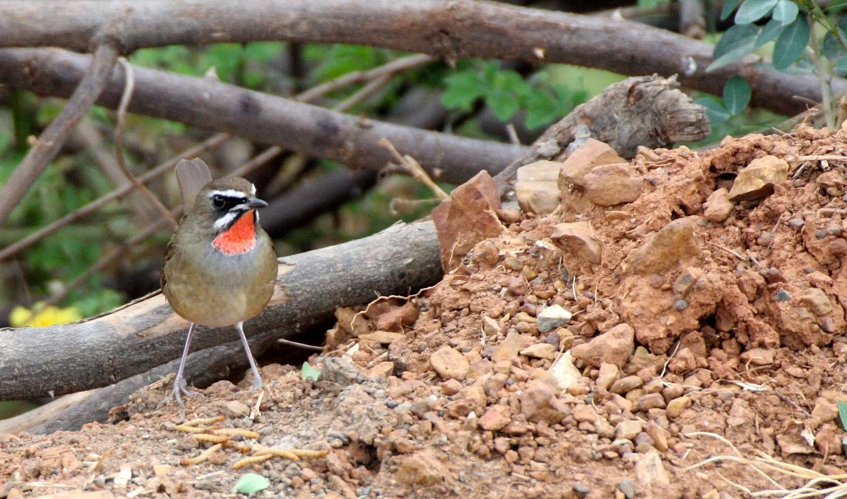 RUBYTHROAT - SIBERIAN RUBYTHROAT - Luscinia calliope - BUENG BORAPHET THAILAND (9).JPG