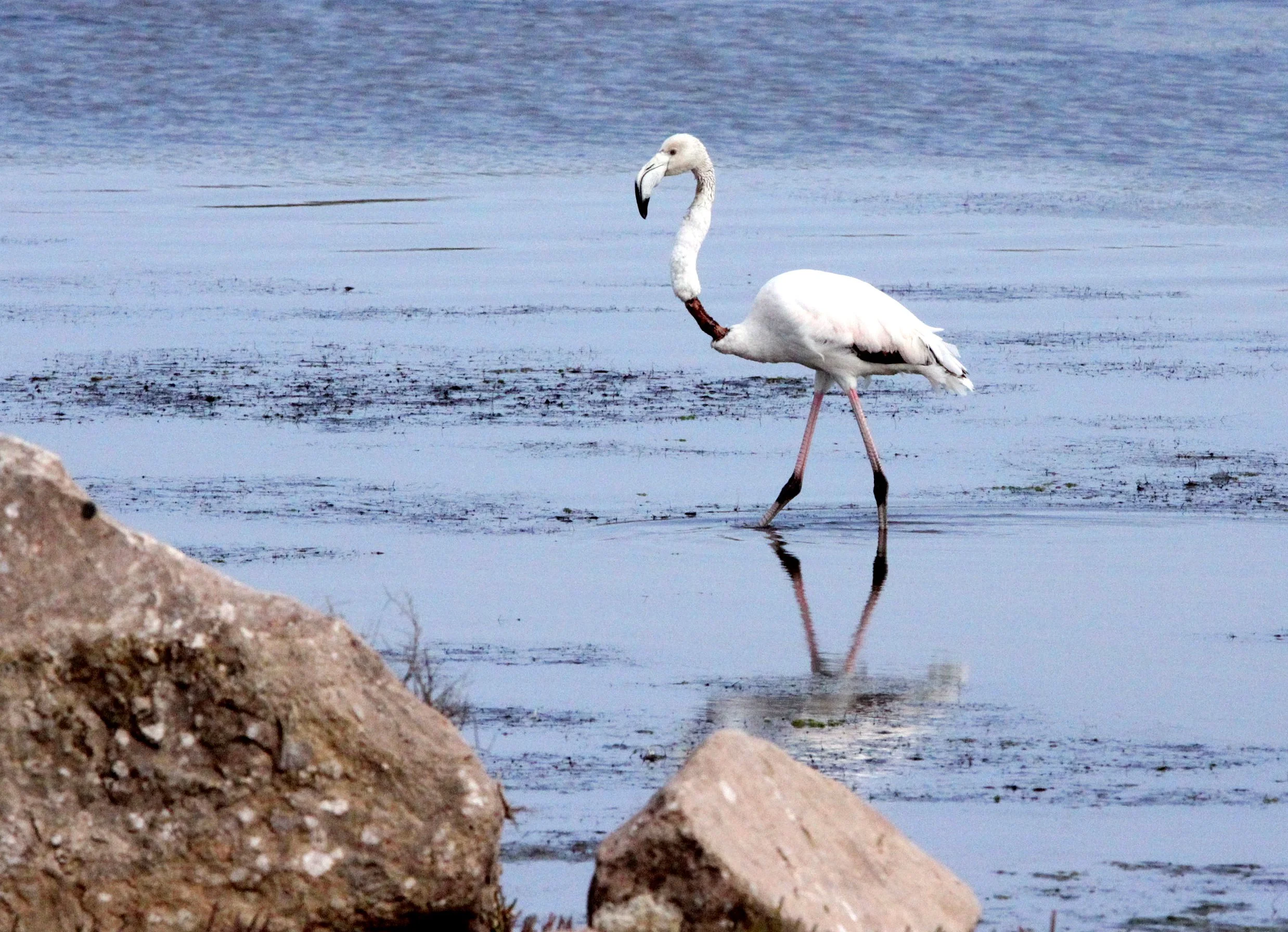 Phoenicopterus roseus - Greater Flamingo - Eland's Bay South Africa (2).JPG