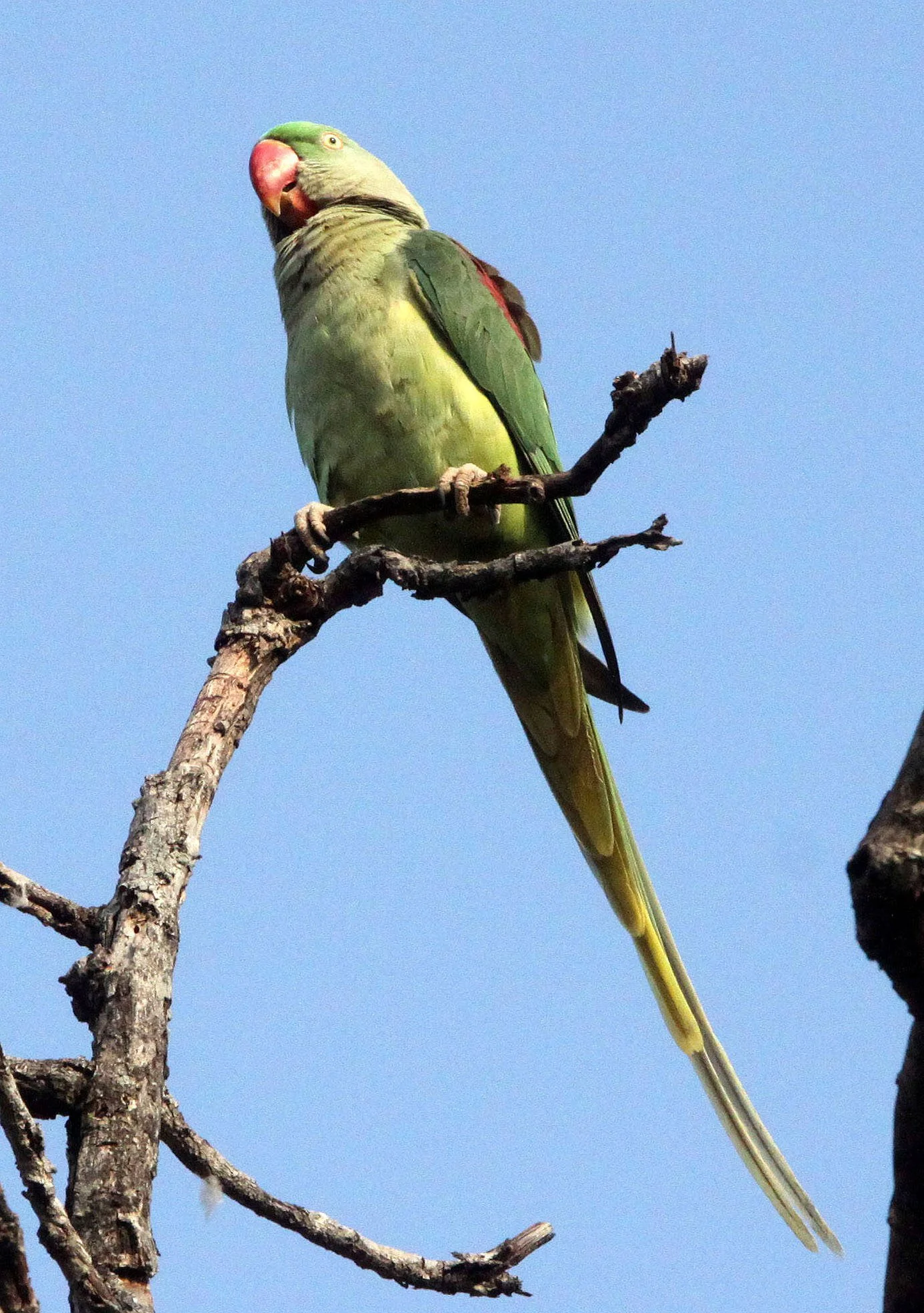 BIRD - PARAKEET - ROSE-WINGED PARAKEET - BANDHAVGAR NATIONAL PARK INDIA (5).JPG