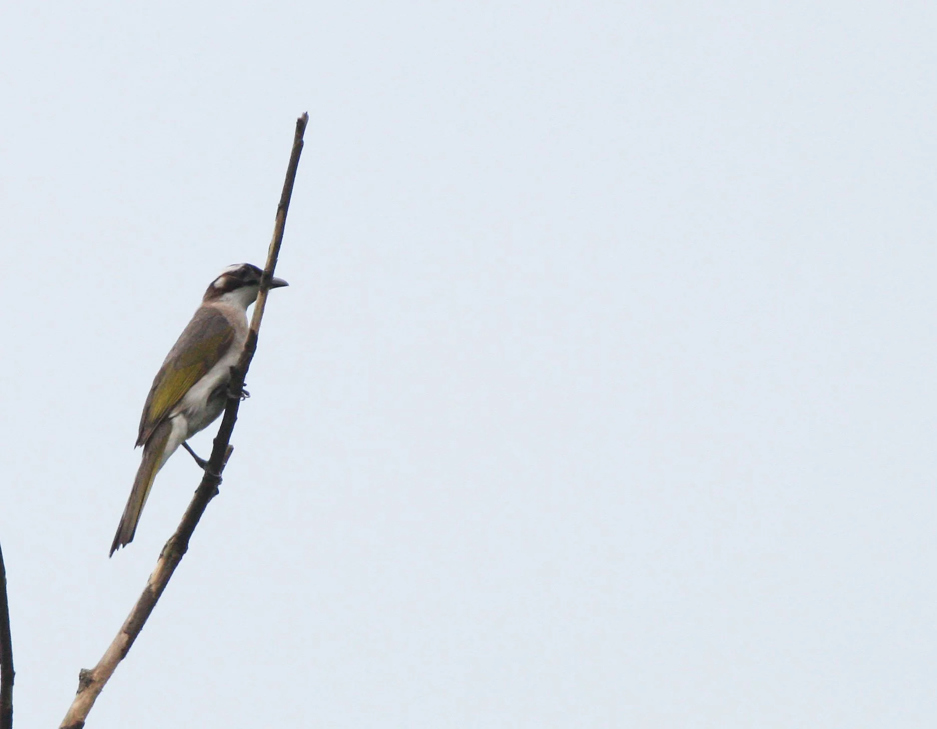 Styan's Bulbul (Pycnonotus taivanus) Taipei China (4).JPG