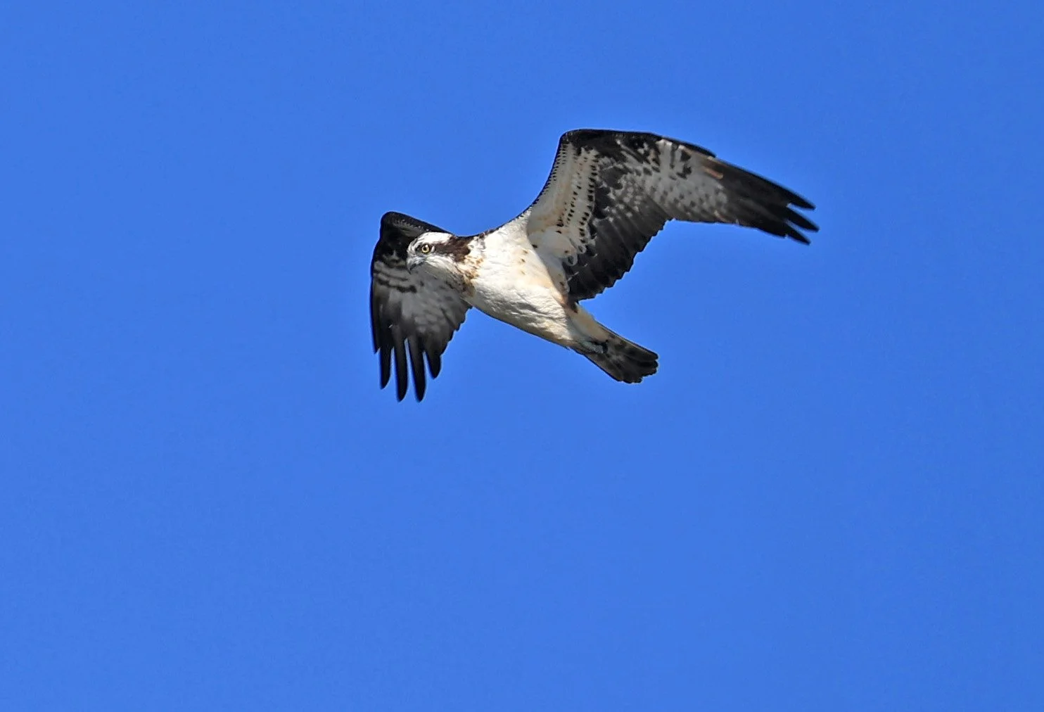 Western osprey (Pandion haliaetus) Shimotonda Sadowaracho Birding Ponds Miyazaki Kyushu Japan (8).jpg