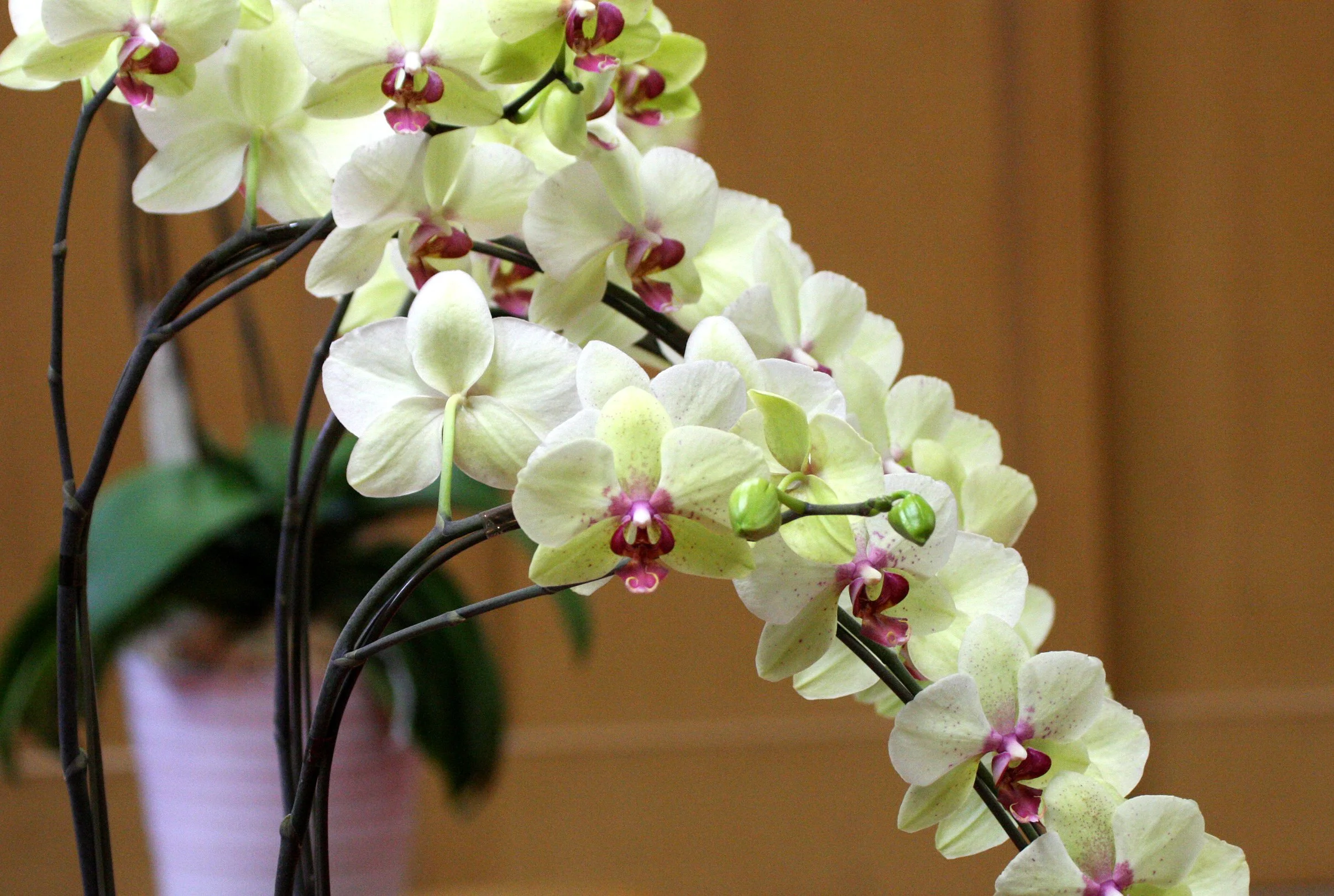 MIYAJIMA - MAY 2009 - SCENES AND LANDSCAPES (18).JPG