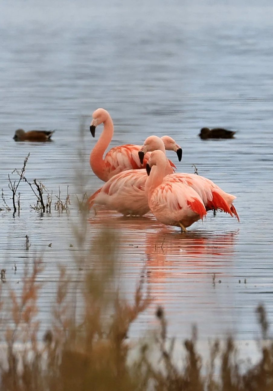 Chilean Flamingo (Phoenicopterus chilensis) Lagunas del Ornitólogo, Trelew Argentina (81).jpg