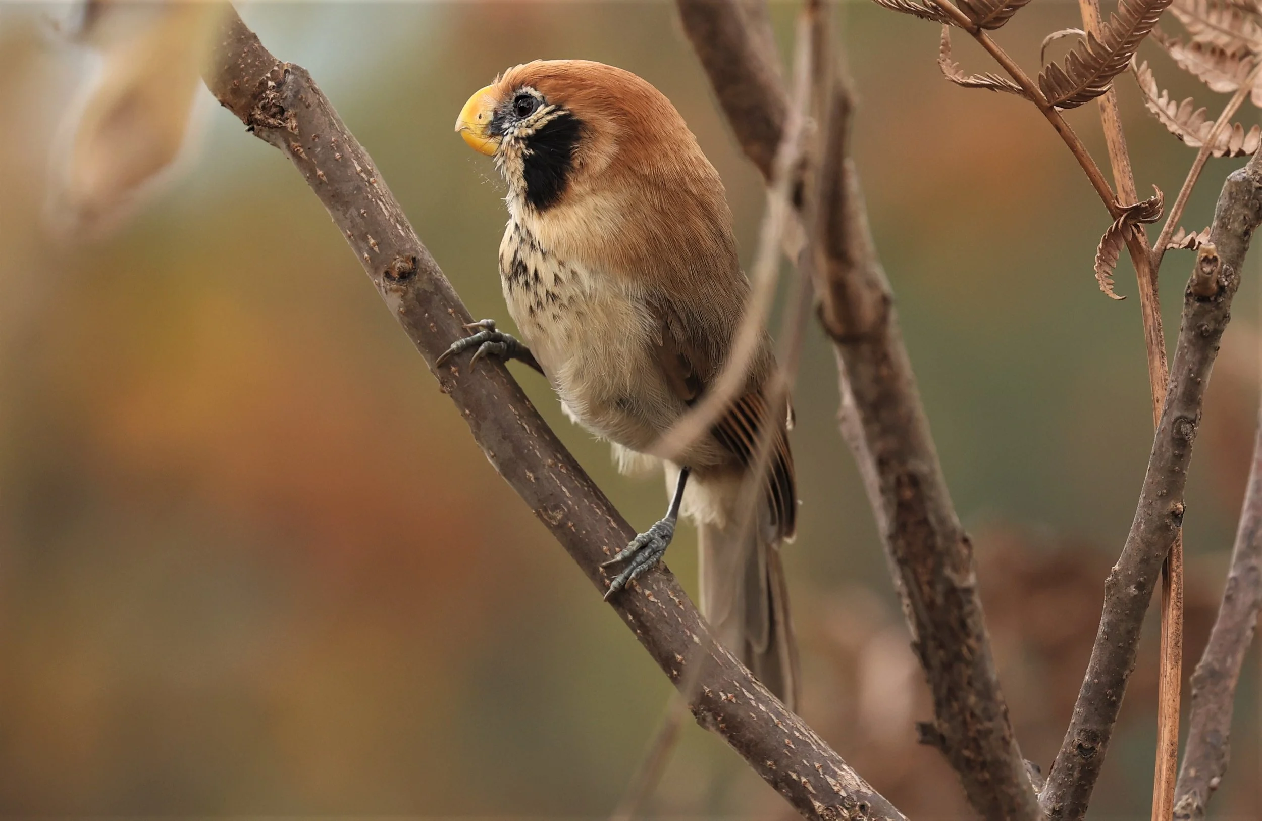 PARROTBILL - SPOT-BREASTED PARROTBILL - Paradoxornis guttaticollis - DOI LANG WEST, DOI PHA HOM POK NP, CHIANG MAI DEC 2021 (9).jpg