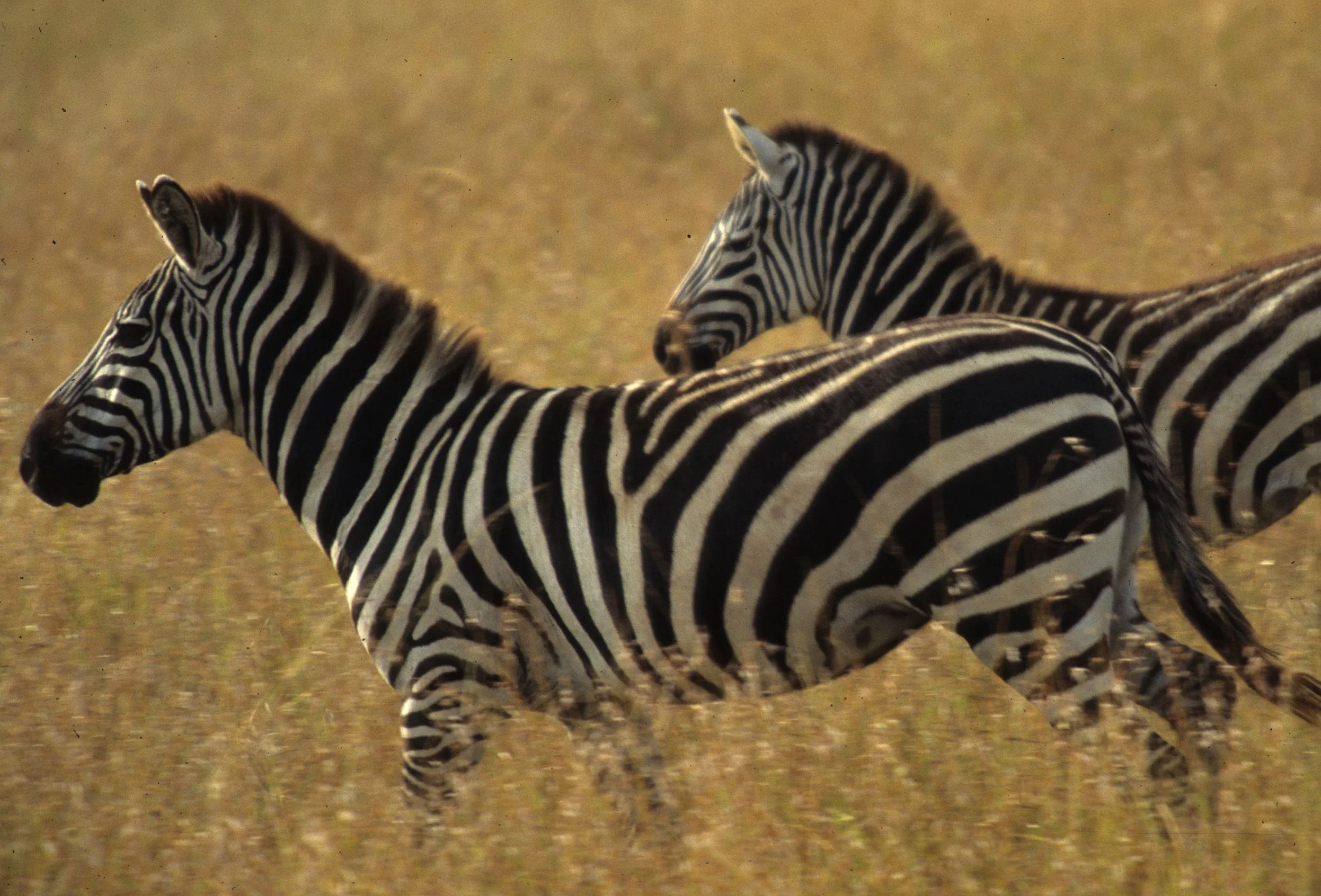 EQUIN - ZEBRA - COMMON - SERENGETI (33).jpg