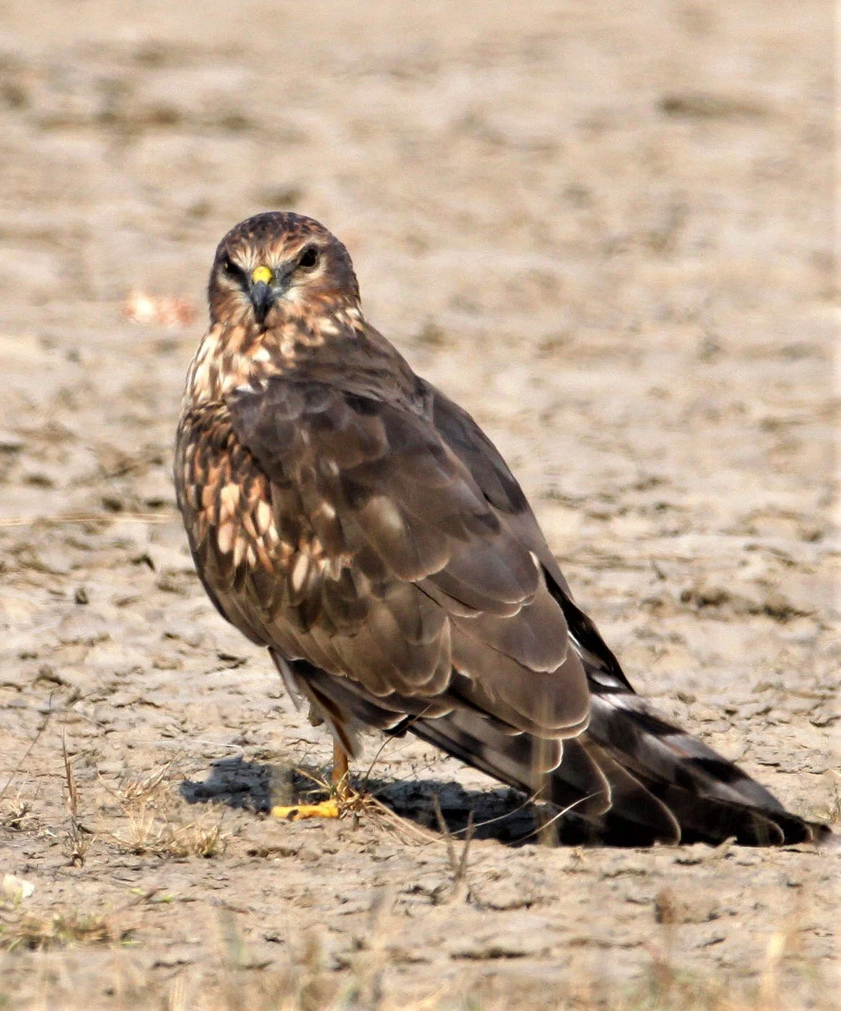 Circus macrourus - PALLID HARRIER - BLACKBUCK NATIONAL PARK INDIA aa.jpg