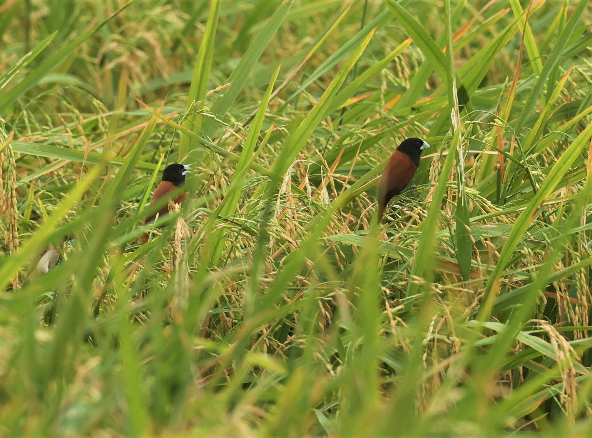 MUNIA - BLACK-HEADED MUNIA - Lonchura malacca -  immature -LAT KRABANG MARCH 2022.jpg