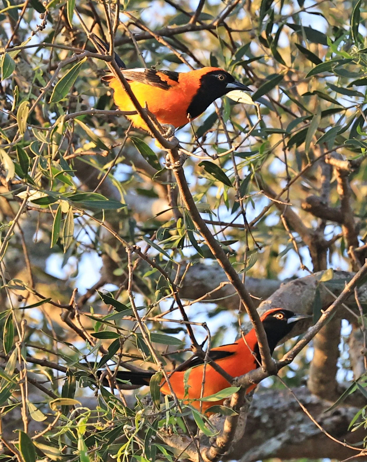 Orange-backed Troupial (Icterus croconotus) Parque Nacional Teniente Agripino Enciso (1 (22).jpg