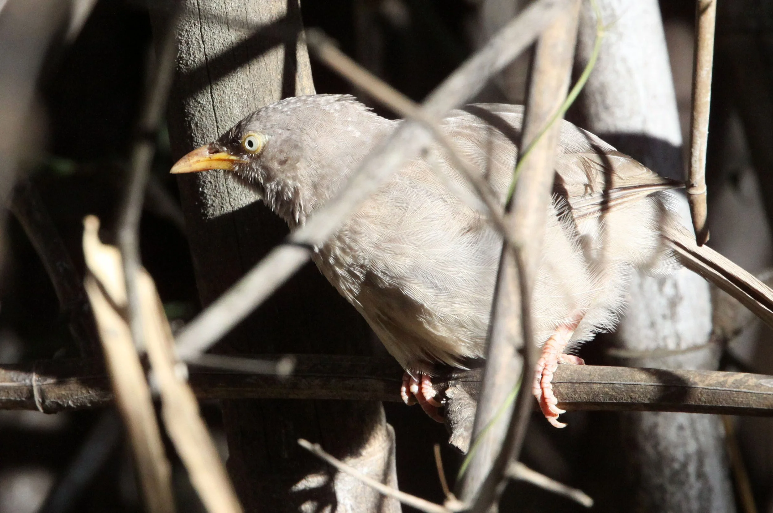 BIRD - BABBLER - JUNGLE BABBLER - SOMCHAT GUJARAT INDIA (2).JPG