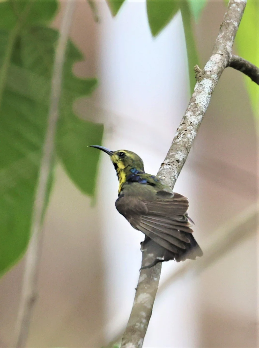 SUNBIRD - OLIVE-BACKED SUNBIRD - Nectarinia jugularis - NONG YA PLONG PETCHABURI JUNE 2022 (1).jpg