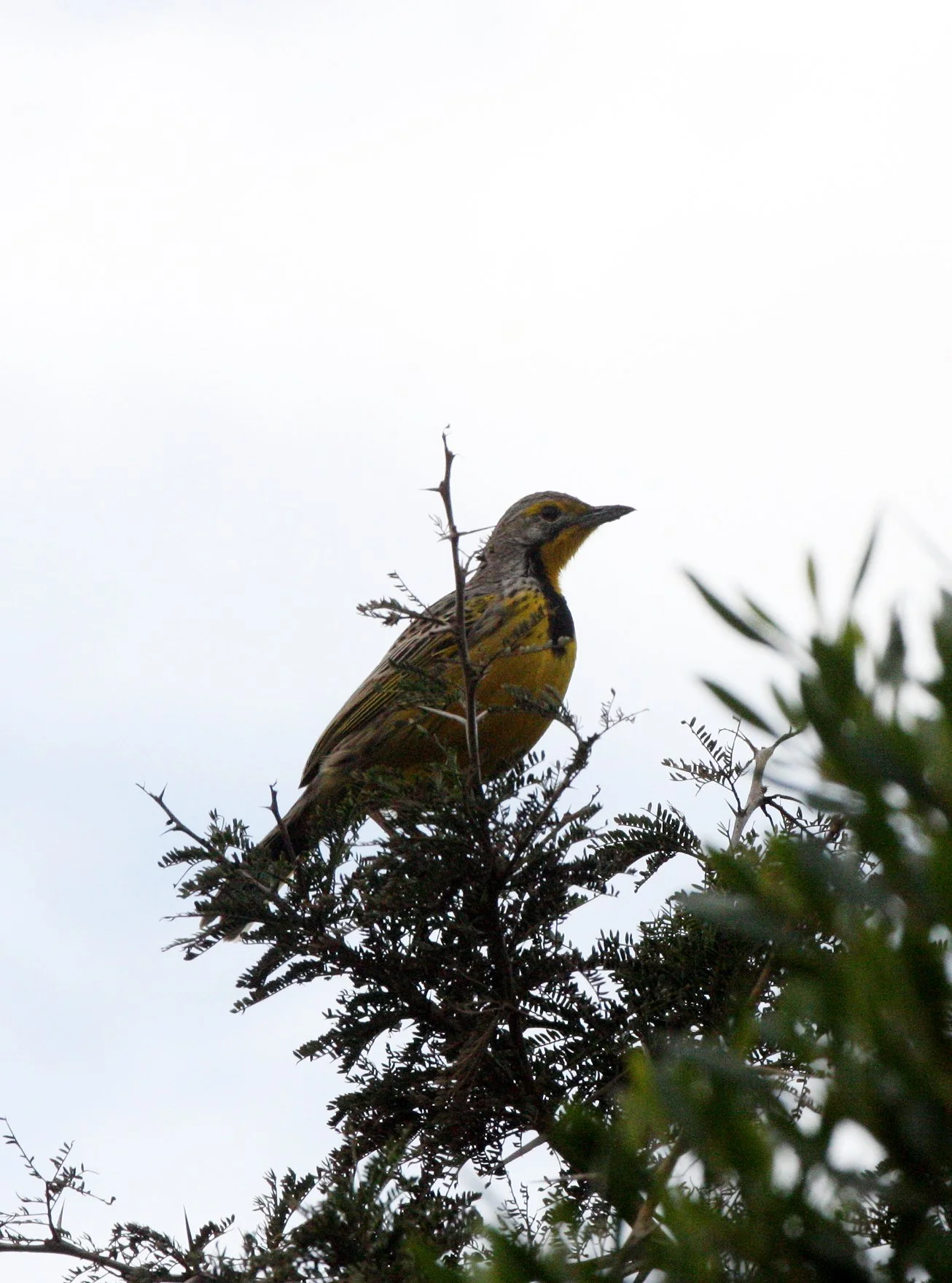 Eastern Black-headed Oriole (Oriolus larvatus) Saint Lucia Wetlands South Africa (3).JPG