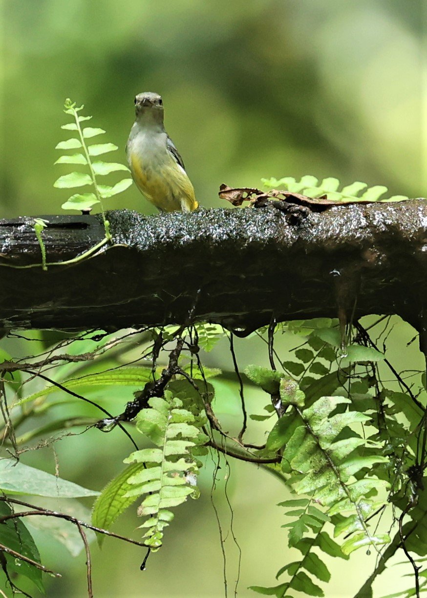 FLOWERPECKER - CRIMSON-BREASTED FLOWERPECKER - Prionochilus percussus - SRI PHANG NGA AREA SONGKRAN 2022 (3).jpg
