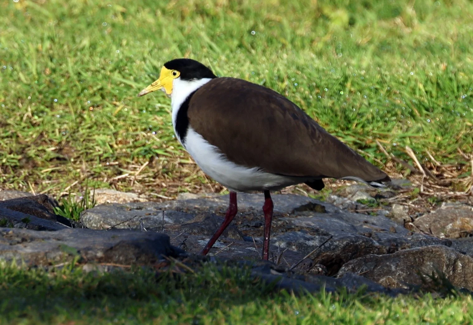 Masked Lapwing (Vanellus miles) Bruny Island - Tasmania (2).jpg