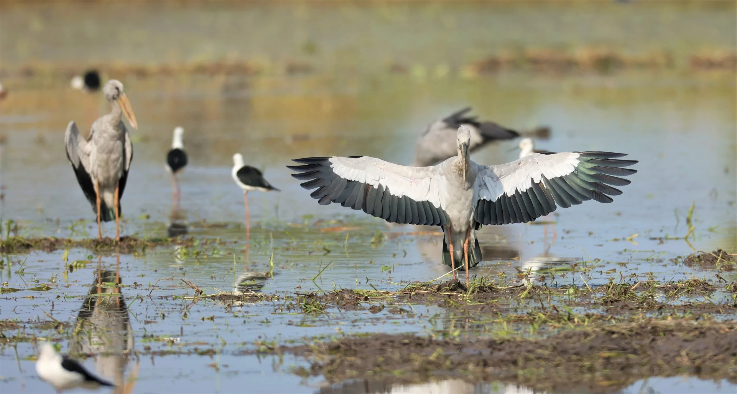 STORK - ASIAN OPENBILL - Anastomus oscitans - PATHUM THANI RICE RESEARCH CENTER 23 JAN 2022 (5).jpg
