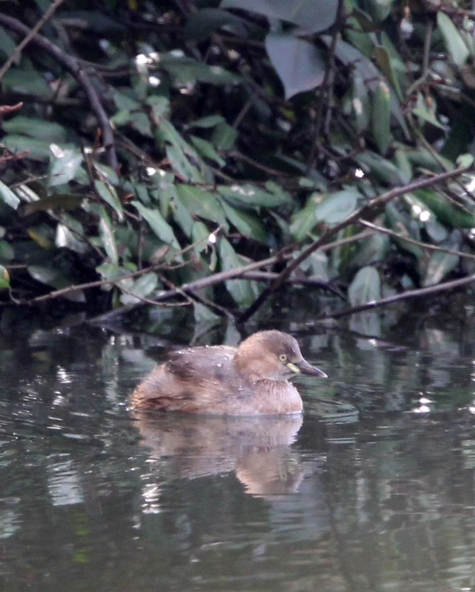 Little Grebe (Tachybaptus ruficollis) Binjiang Forest Park Shanghai (4).JPG