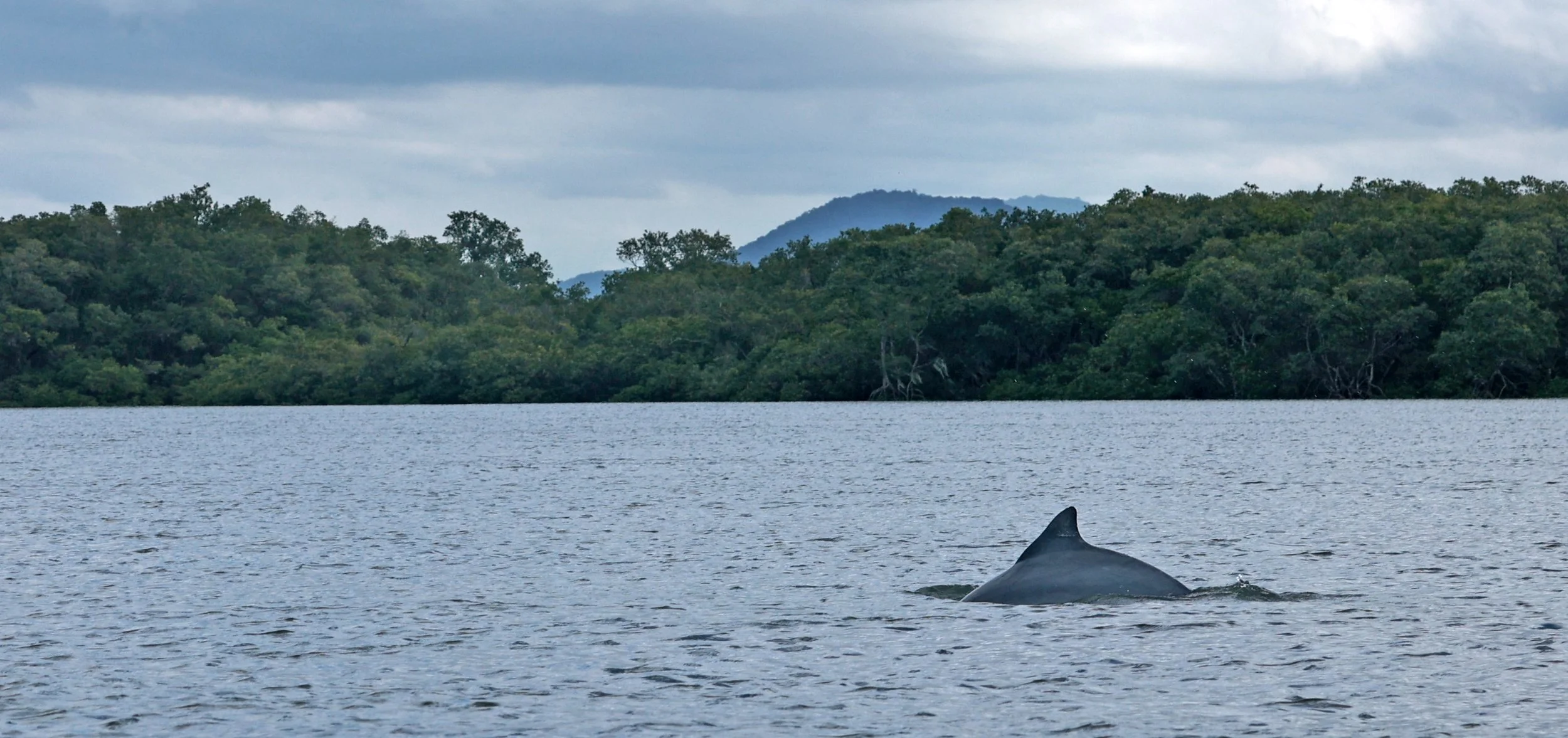 Guiana Dolphin (Sotalia guianensis) Superagüi National Park, Brazil (16).jpg