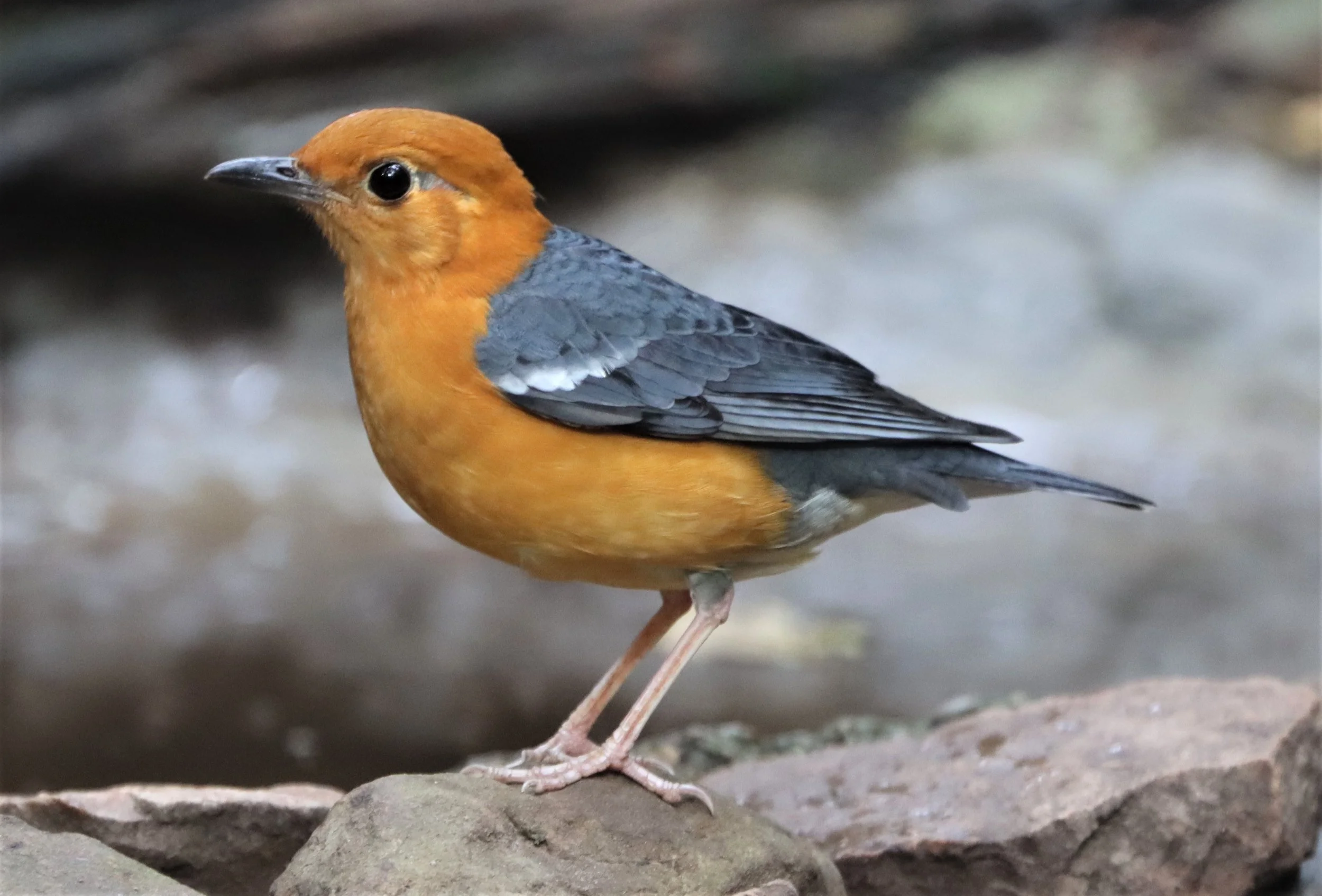 Orange-headed Thrush (Zoothera citrina) Neung Hide Kaeng Krachan NP (17).jpg