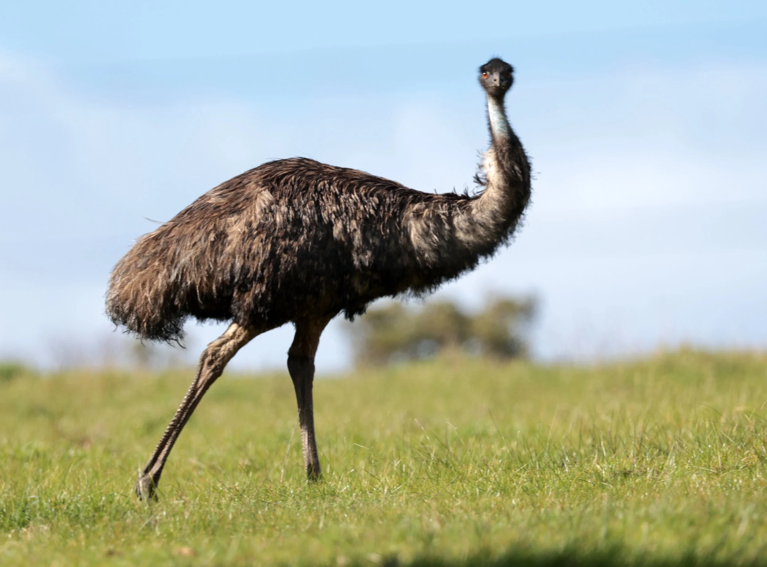 Emu (Dromaius novaehollandiae) Mt Frankland NP - Western Australia (48).jpg