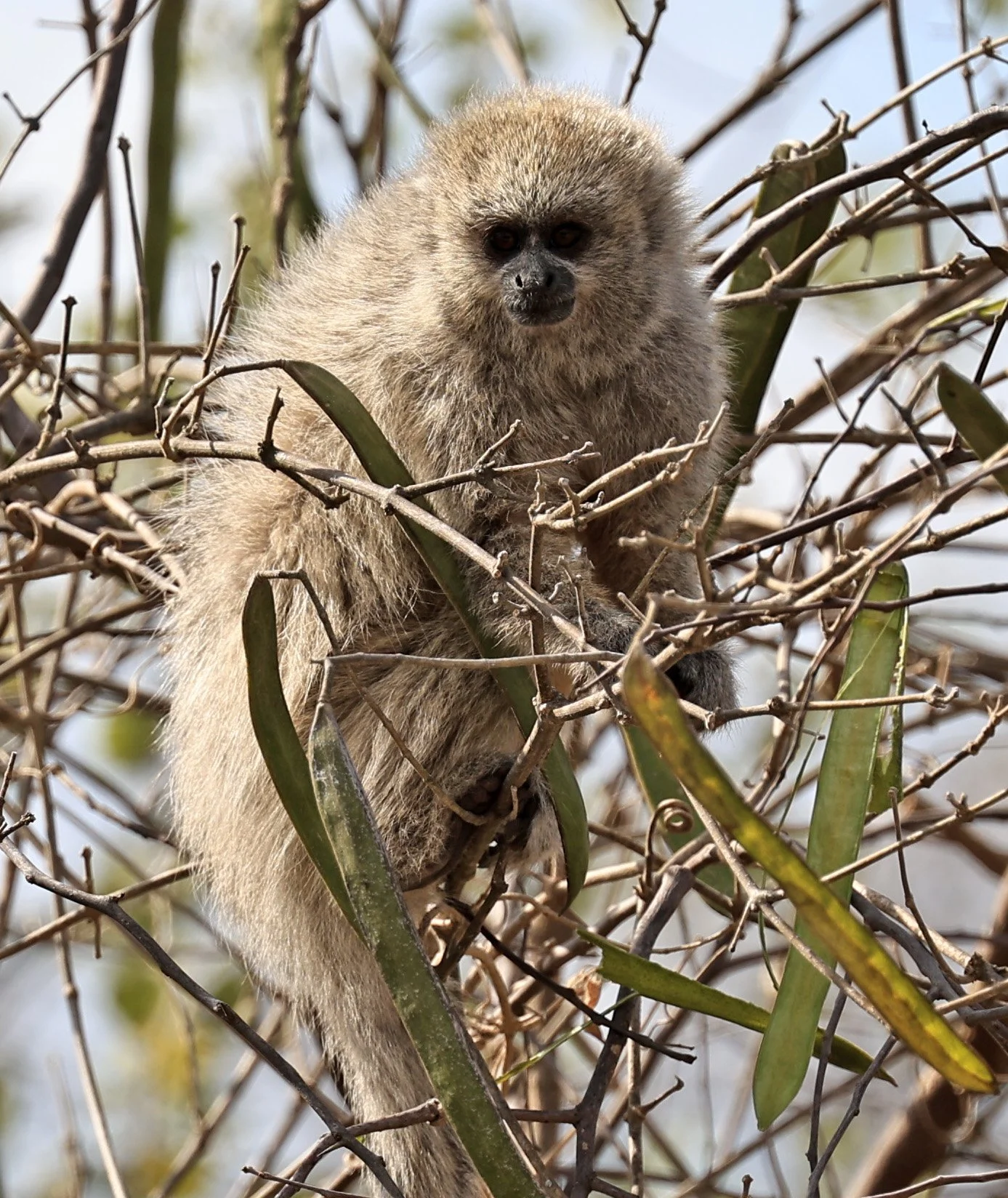 Chacoan Titi (Plecturocebus pallescens) Agua Dulce Paraguay (20).jpg