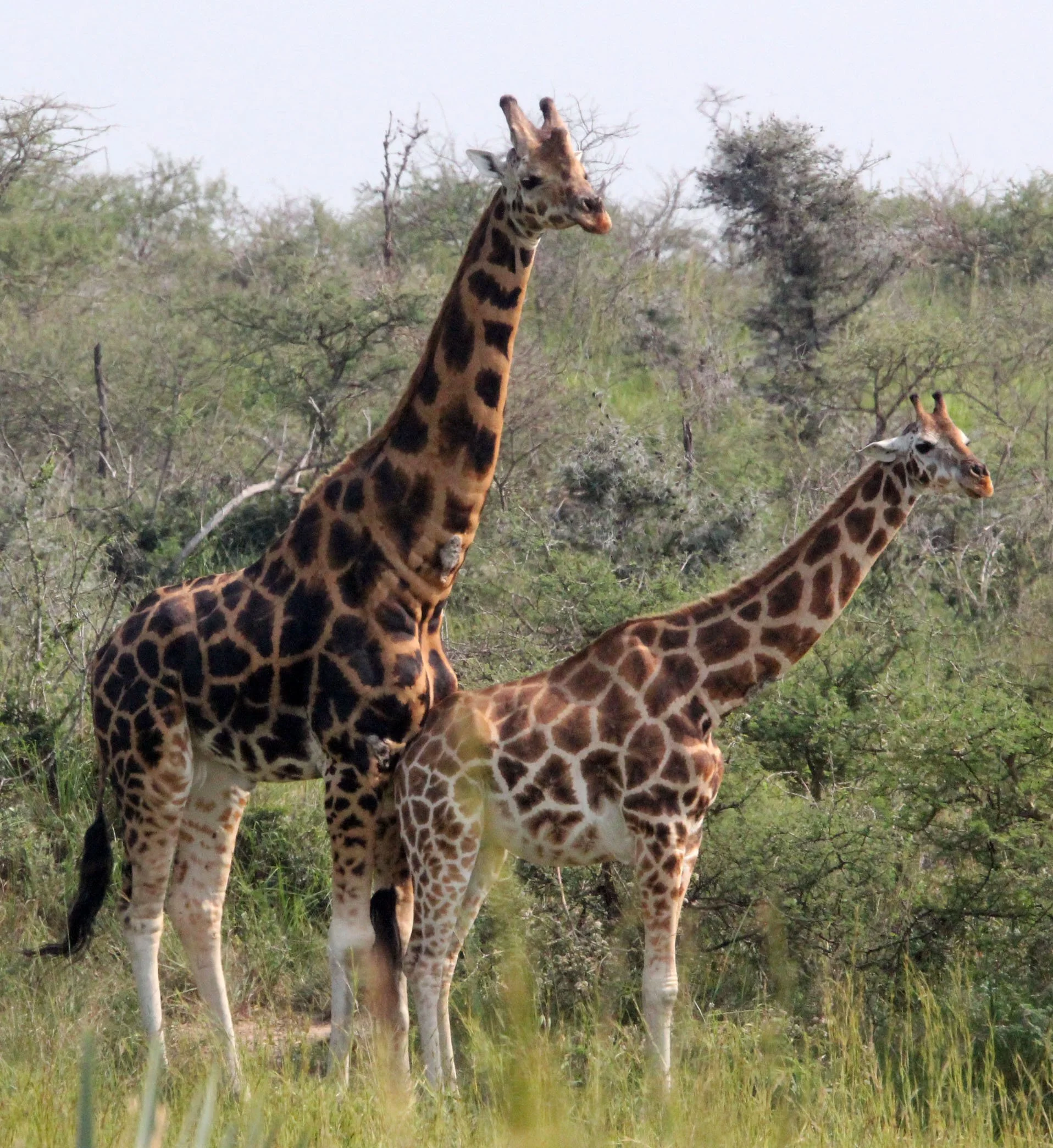 GIRAFFE - ROTHCHILD'S GIRAFFE - MURCHISON FALLS NATIONAL PARK UGANDA (37).JPG