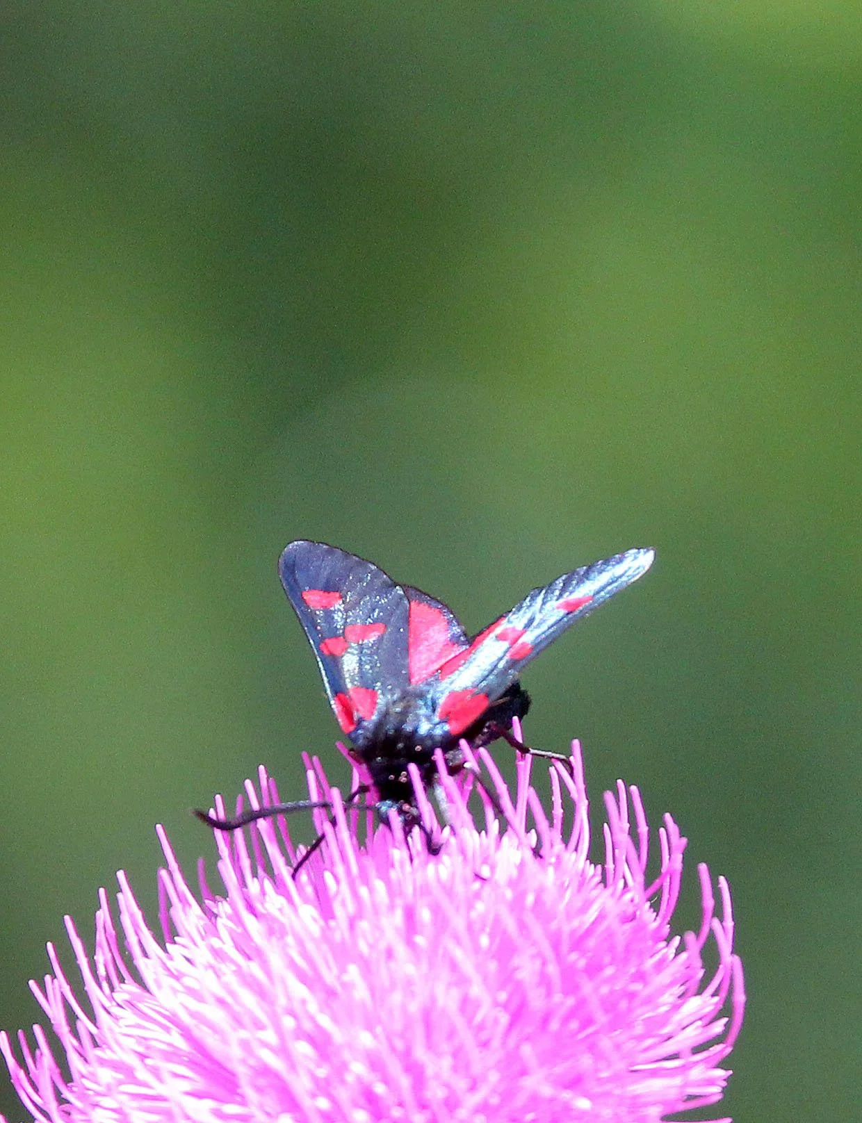 Zagaenidae - Zygaeia transalpina - Vercours France 
