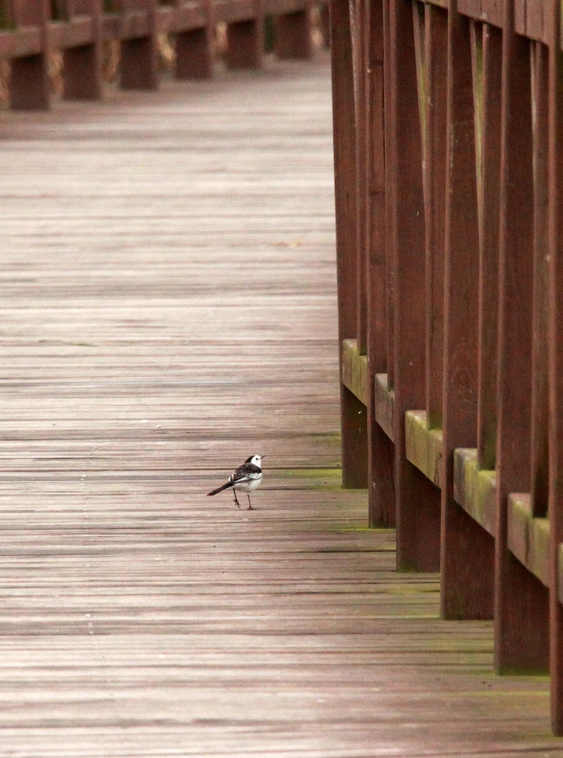 CHONGMING ISLAND DONGTAN WETLANDS RESERVE FIELD TRIP 2011 (59).JPG