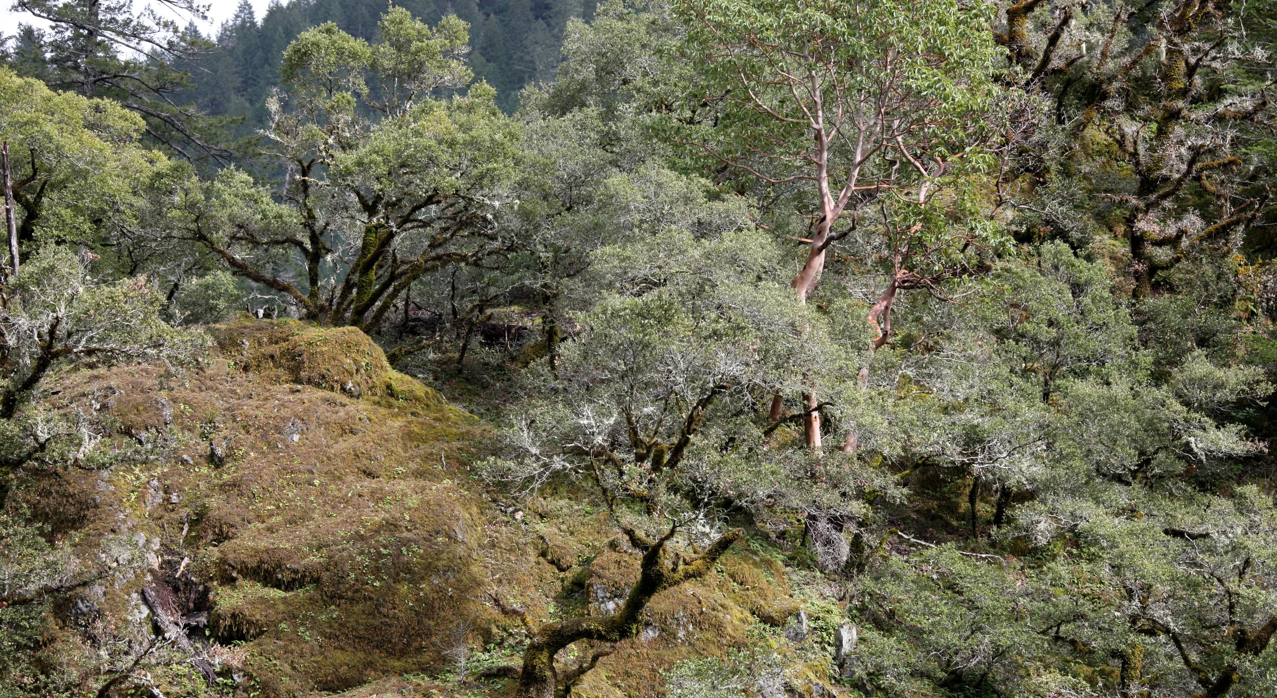 REDWOOD HIGHTWAY - VIEWS ALONG THE ROAD - OAK WOODLANDS & MIXED CONIFERS (2).JPG