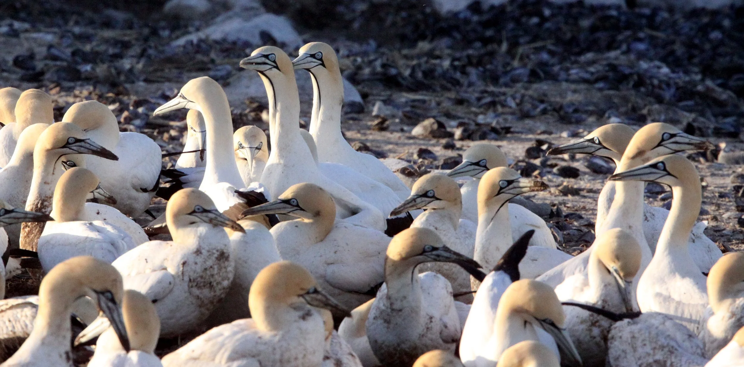 Cape gannet (Morus capensis) Lambert's Bay South Africa (76).JPG