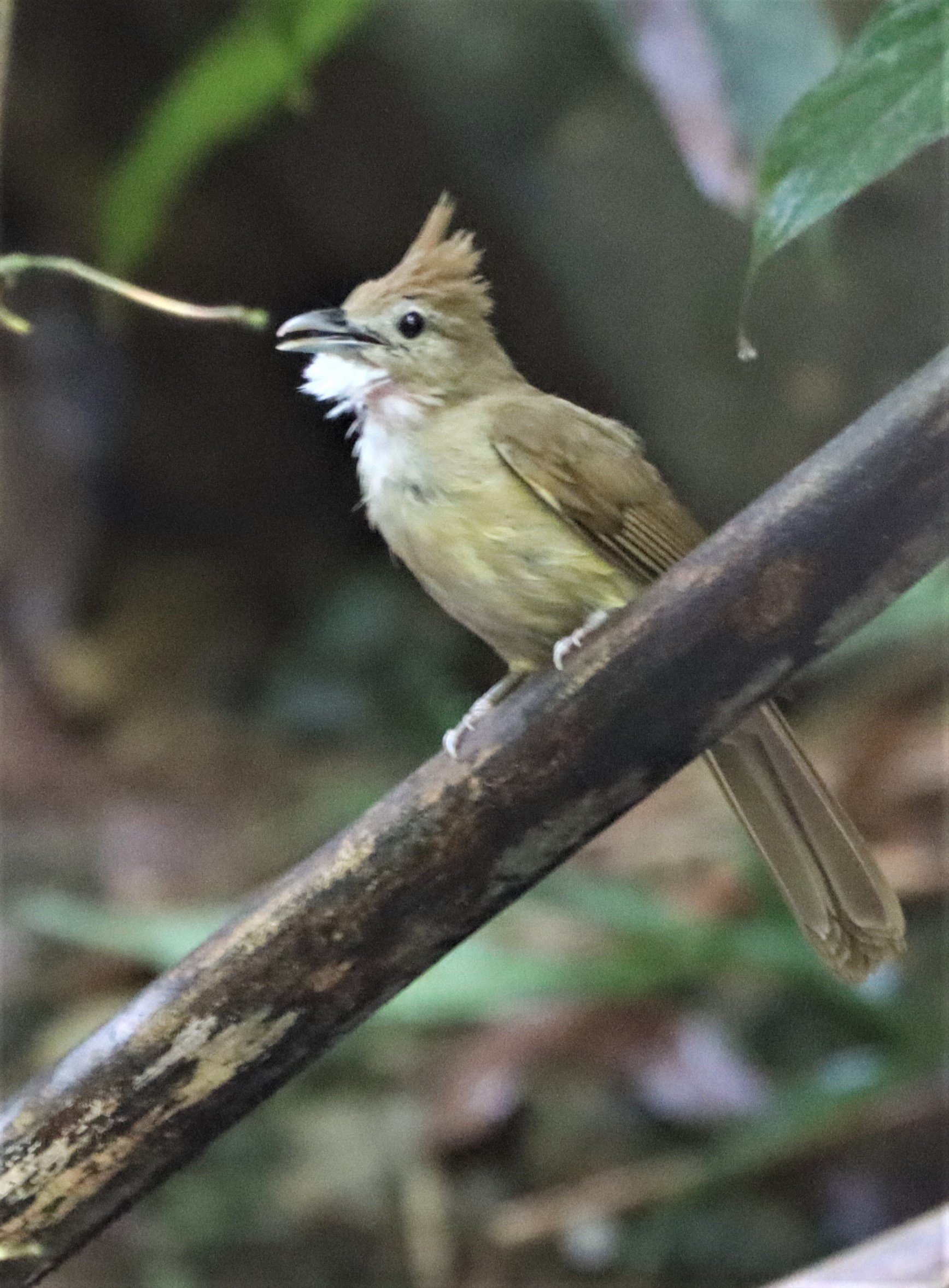 BULBUL - OCHRACEOUS BULBUL - Alophoixus ochraceus - SI PHANG NGA NATIONAL PARK (10).jpg