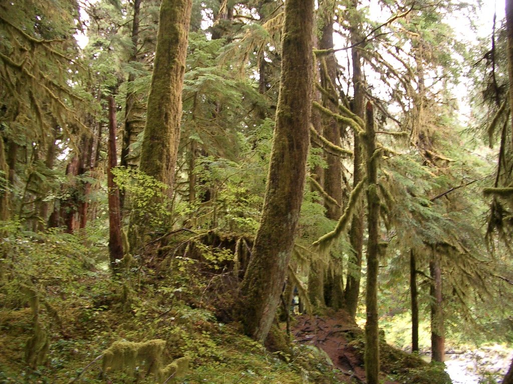 2003-10-11 TRIP TO WESTEND OF OLYMPIC PEN AND SOL DUC FALLS (12).JPG