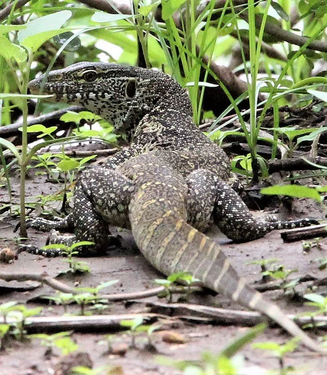 Nile Monitor Lizard (Varanus niloticus) Botswana, Kenya