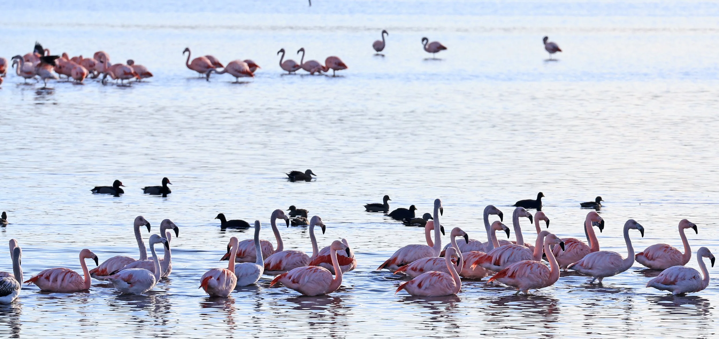 Chilean Flamingo (Phoenicopterus chilensis) Lagunas del Ornitólogo, Trelew Argentina (17).jpg