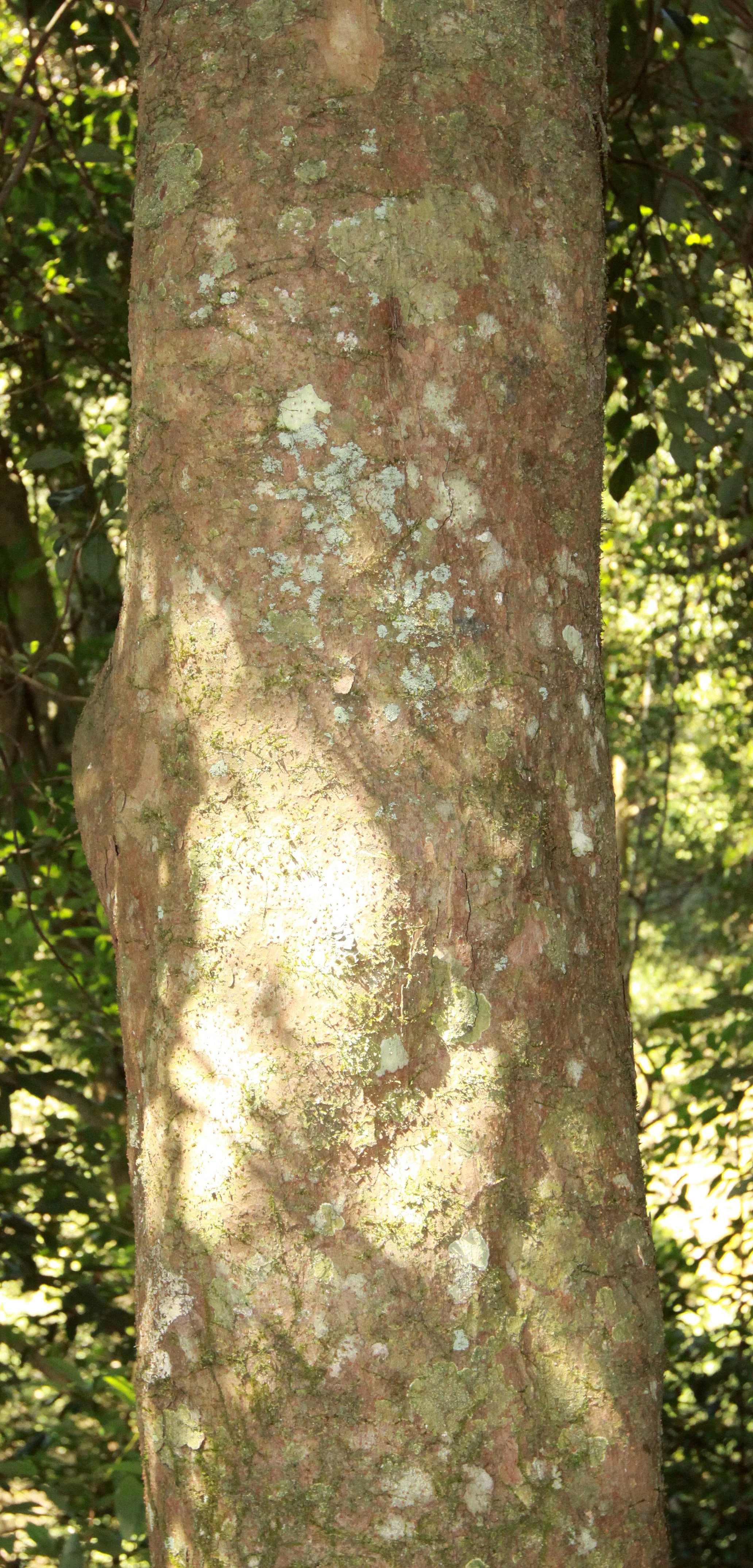 SABIACEAE - MELIOSMA SPECIES - CHINESE YEW RESERVE - FUJIAN CHINA (1).JPG