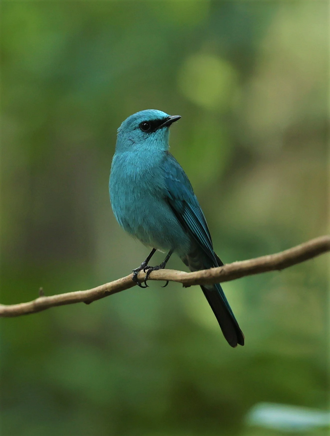 FLYCATCHER - VERDITER FLYCATCHER - Eumyias thalassina - WAT THAM PRATHUM CHONBURI JAN 30 2022 (32).jpg