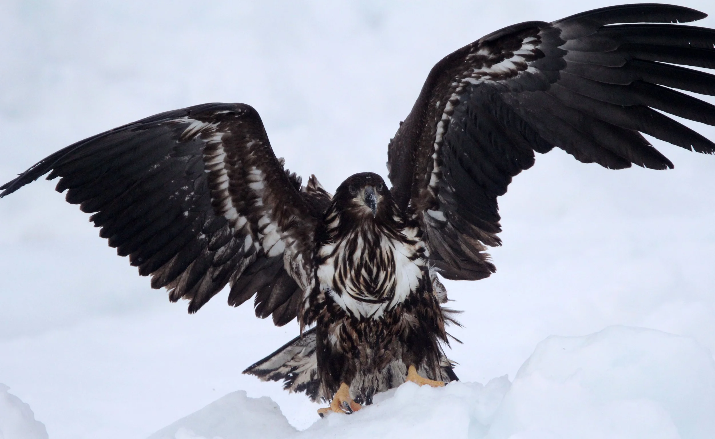 Haliaeetus albicilla - WHITE-TAILED EAGLE - RAUSU, SHIRETOKO PENINSULA, HOKKAIDO JAPAN (284).JPG