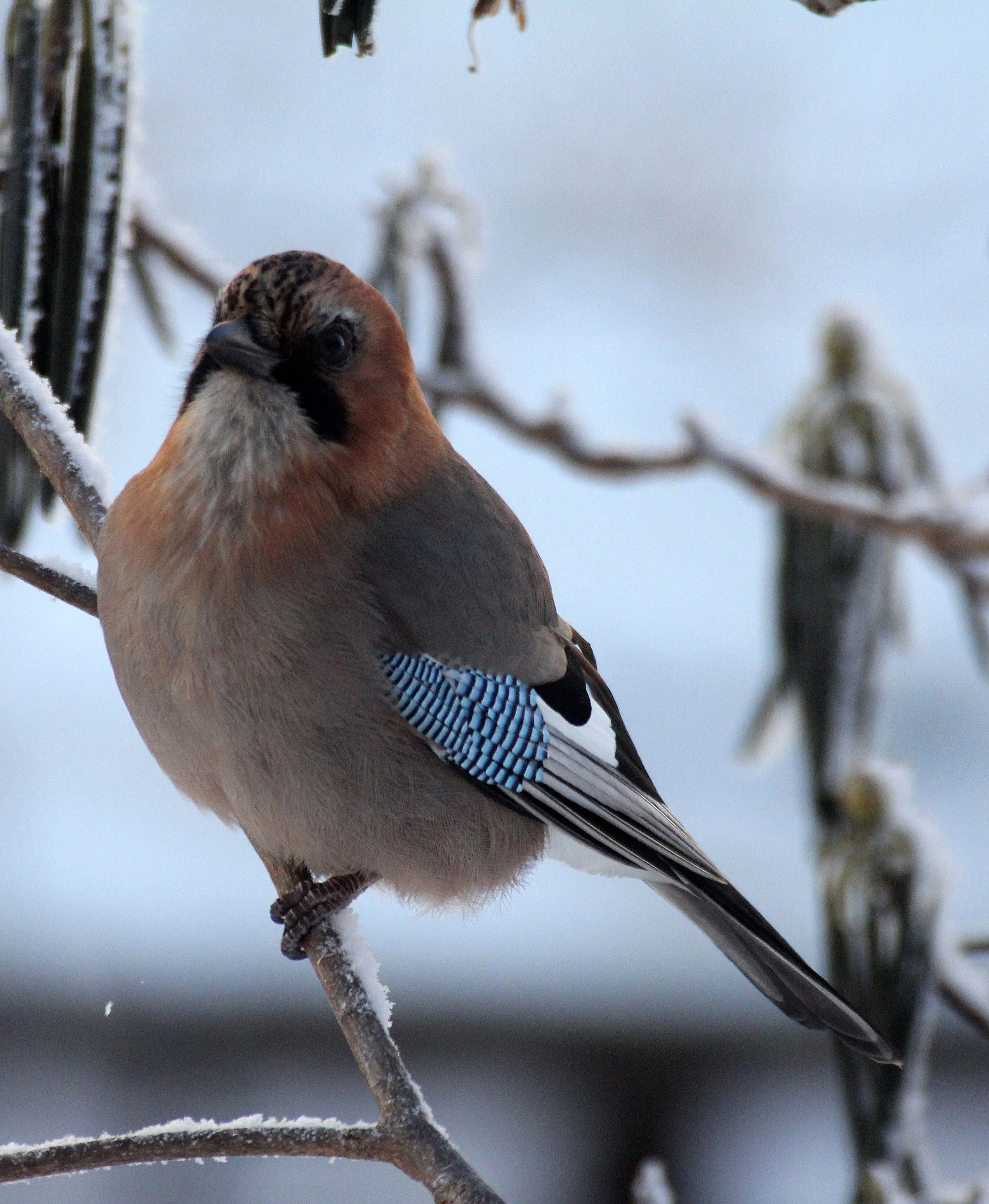 BIRD - JAY - EURASIAN JAY - YOROUSHI ONSEN DAIICHI LODGE, HOKKAIDO JAPAN (19).JPG