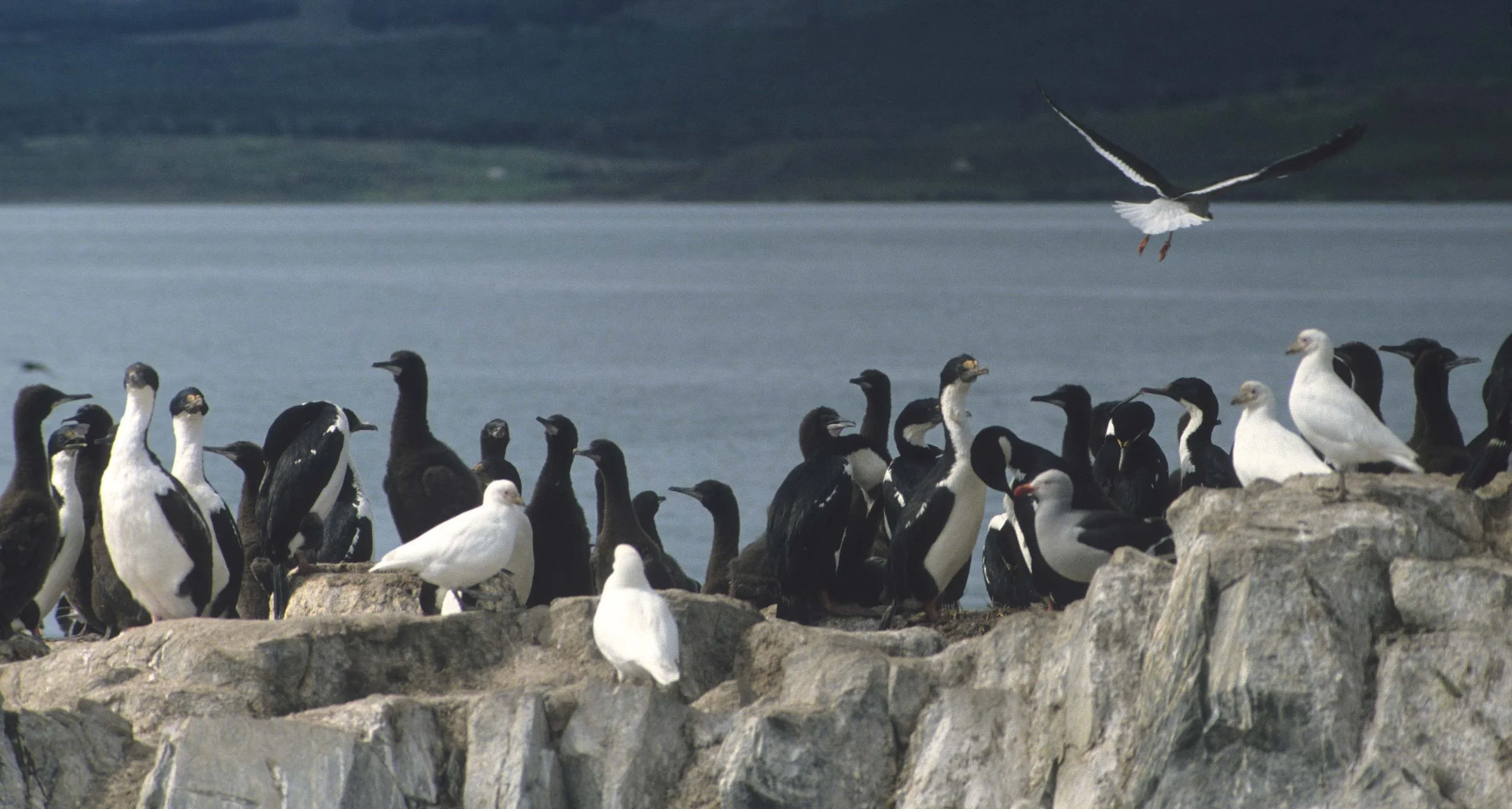 Snowy Sheathbill (Chionis albus) Beagle Channel, Tierra del Fuego Argentina