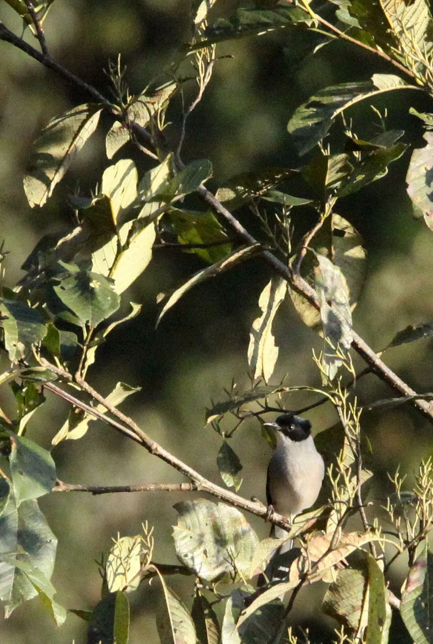 BIRD - SIBIA - BLACK-HEADED SIBIA - WULIANGSHAN NATURE RESERVE YUNNAN CHINA (5).JPG