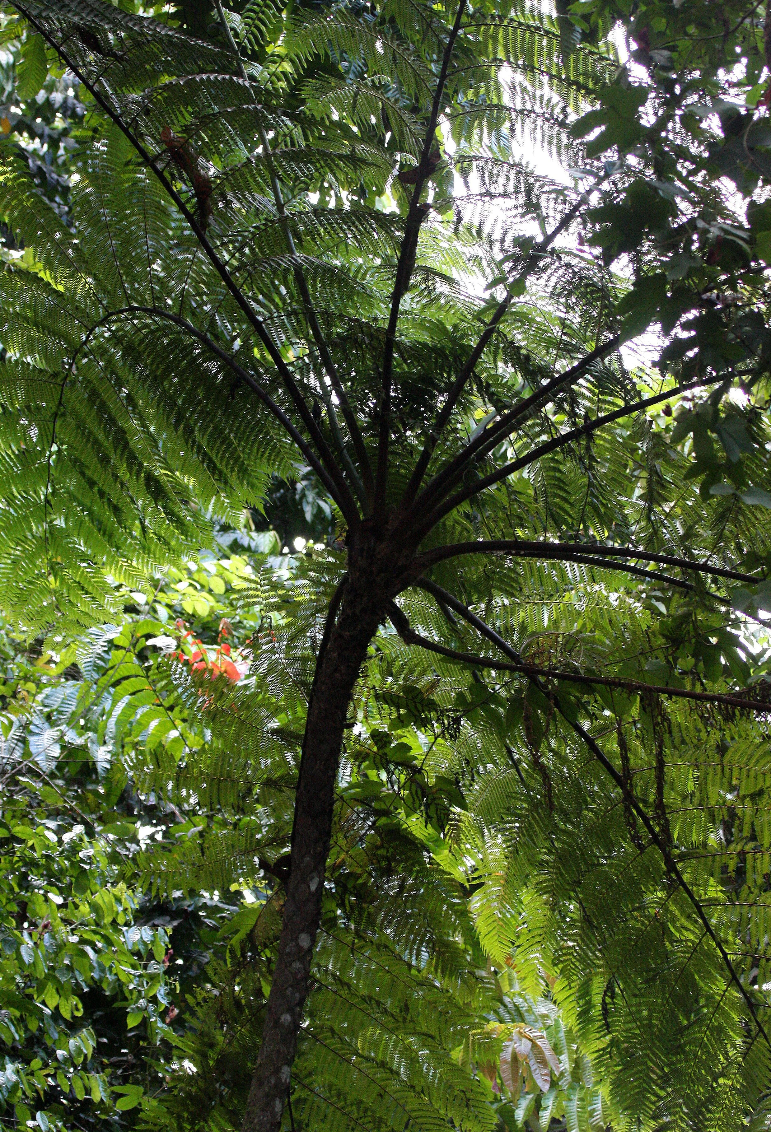KRUNG CHIN NP THAILAND - TREE FERNS (2).JPG
