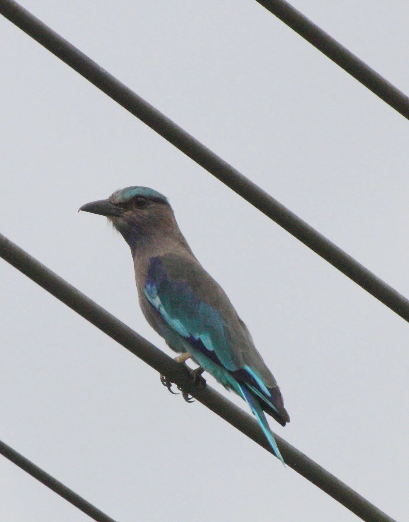Indochinese Roller (Coracias affinis) Nakhonsithammarat Thailand (2).JPG