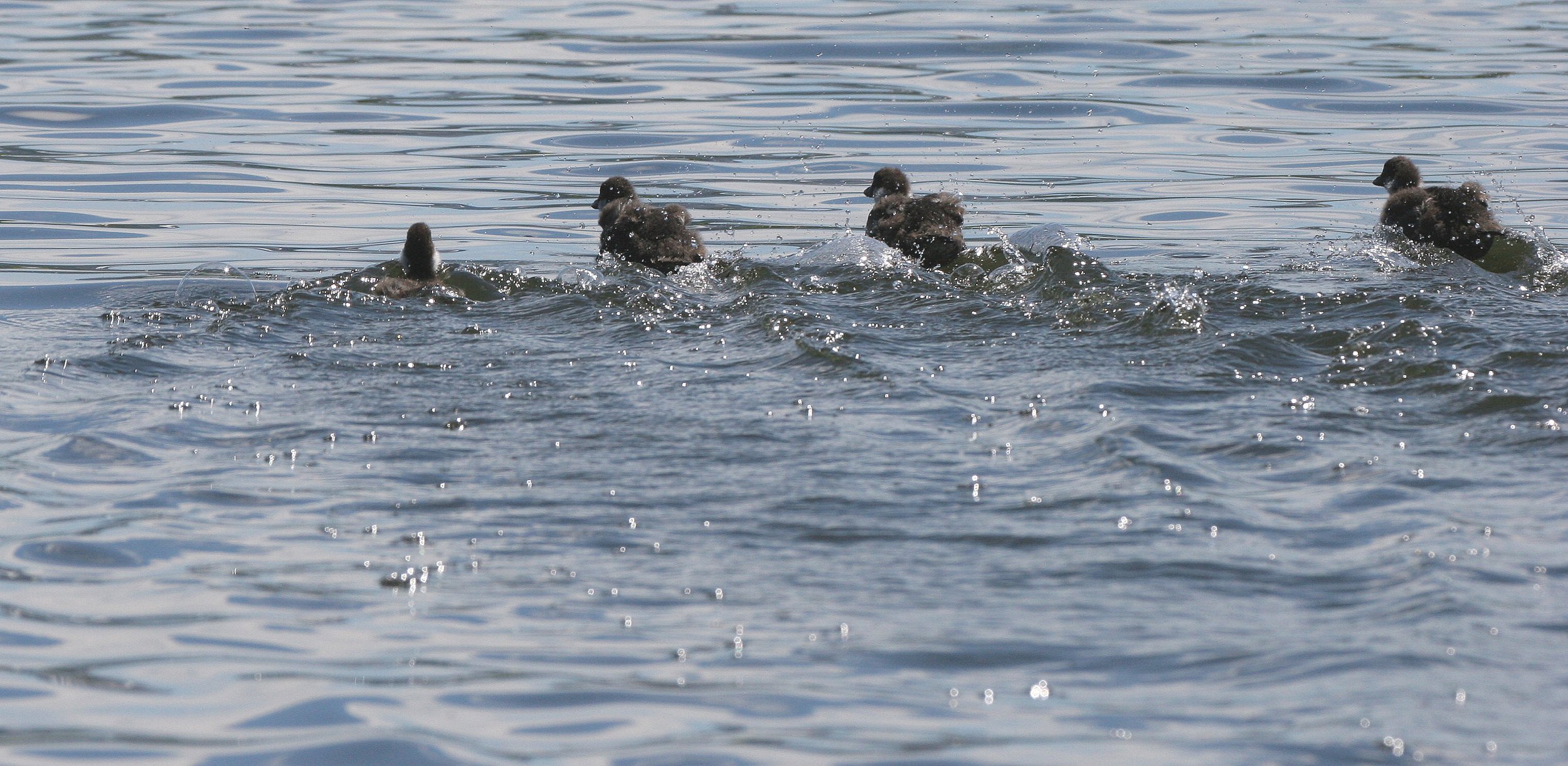 GOLDENEYE - COMMON GOLDENEYE - Bucephala clangula - FEMALE WITH BROOD - KAMCHATKA INTERIOR (12).jpg