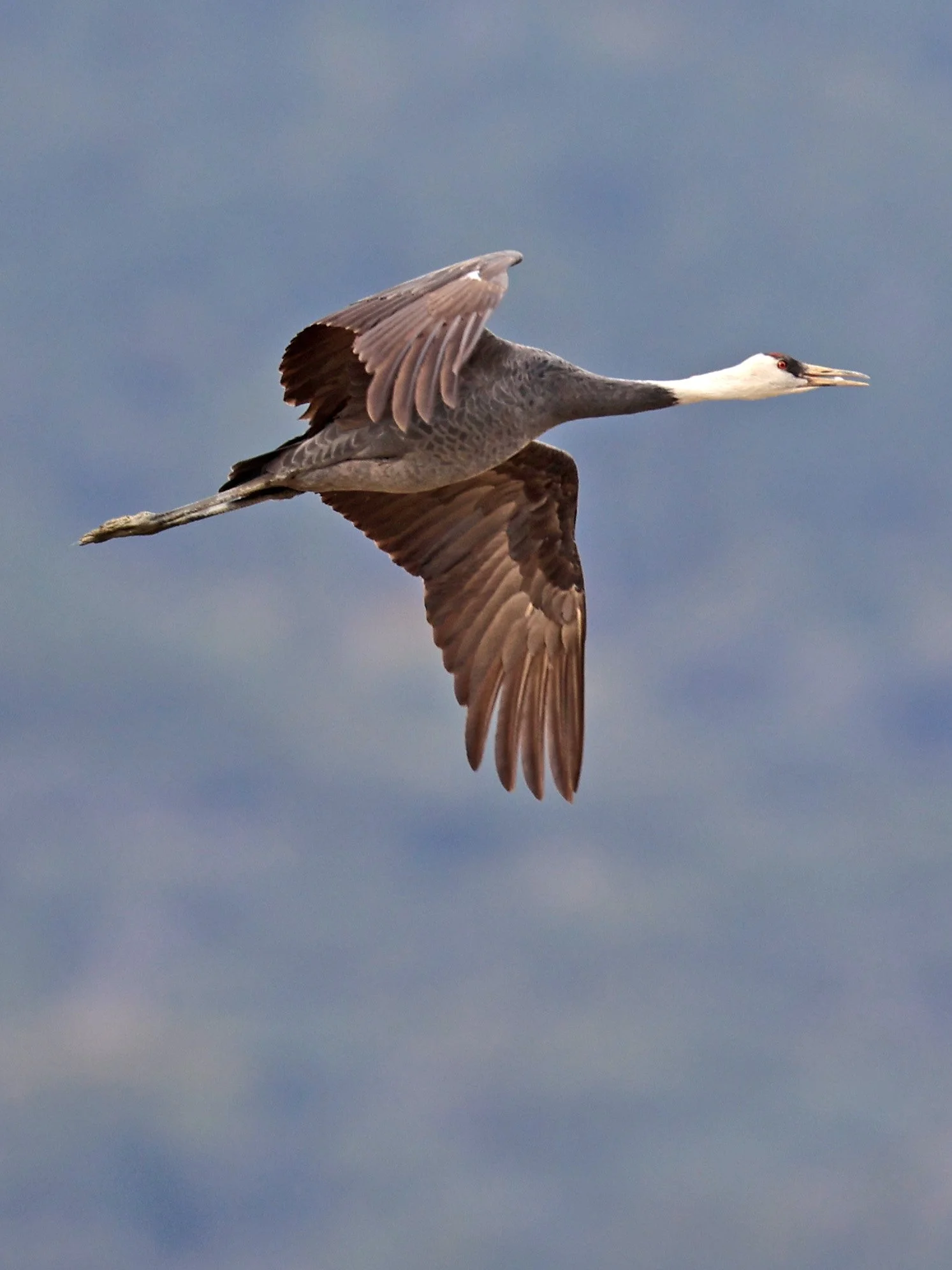 Hooded Crane (Grus monacha) Izumi Crane Park & Center, Izumi Kagoshima Kyushu Japan (94).jpg