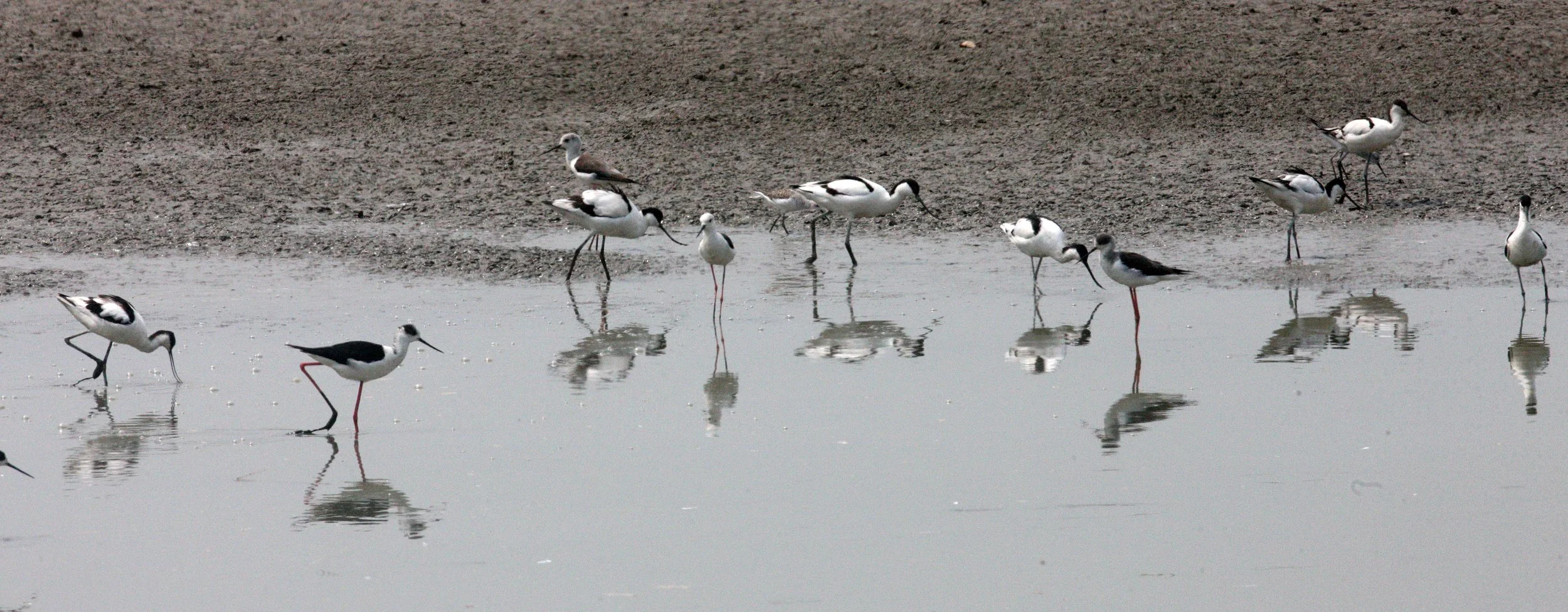 BIRD - AVOCET - PIED AVOCET WITH BLACK-WINGED STILT - MAI PO WETLANDS HONG KONG (5).JPG