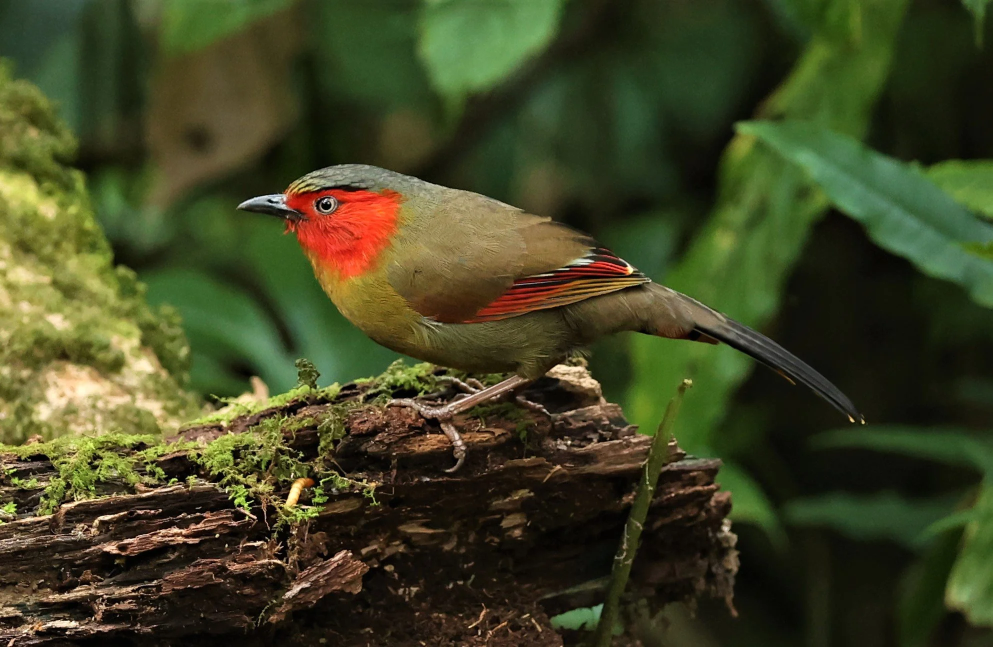 LIOCICHLA - SCARLET-FACED LIOCICHLA - Liocichla ripponi - DOI PHA HOM POK NP DOI LANG EAST FEB 2022 (32).jpg