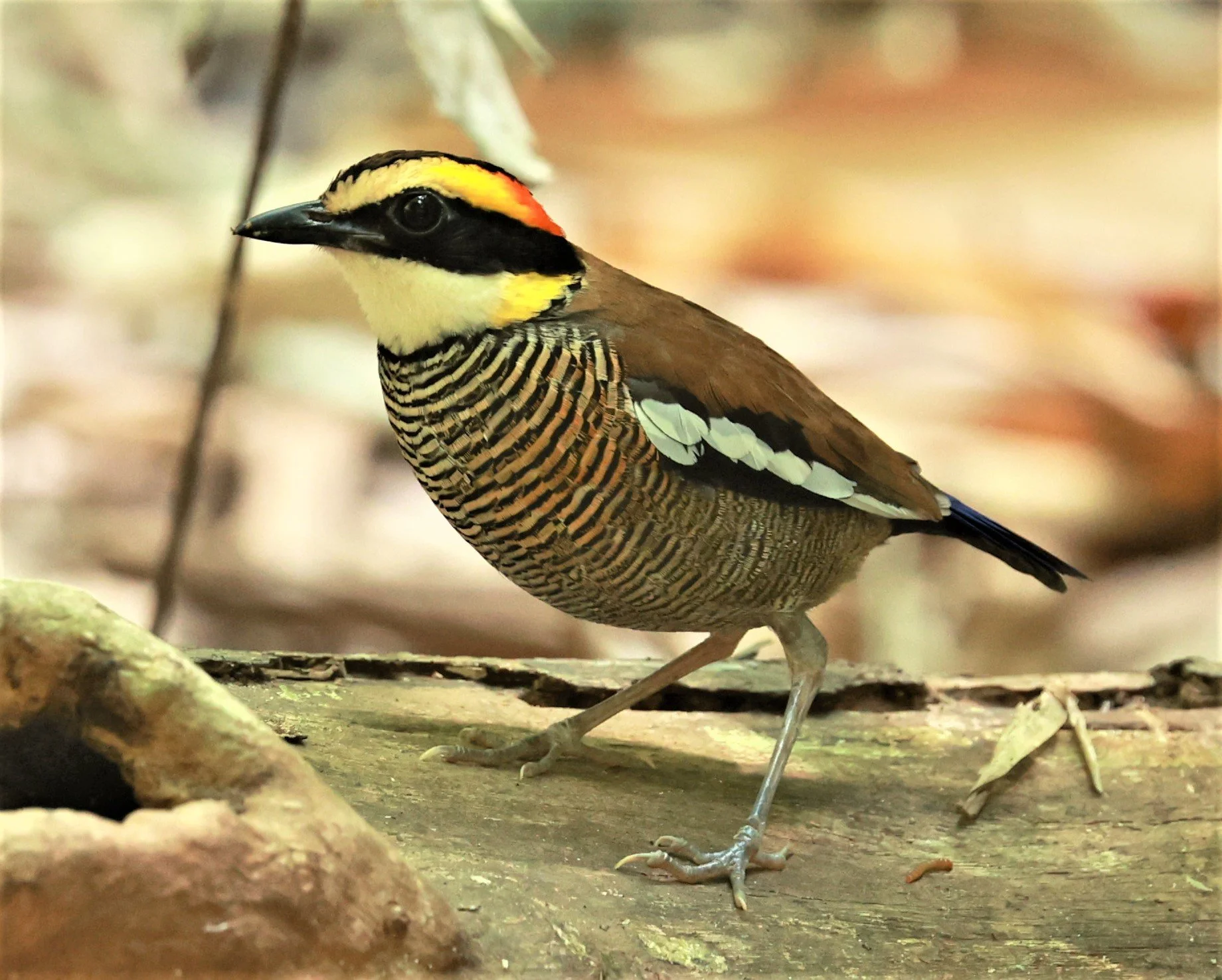 PITTA - Malayan banded pitta - Hydrornis irena - Si Phang Nga National Park, Thailand Feb 18-19, 2023 (70).jpg