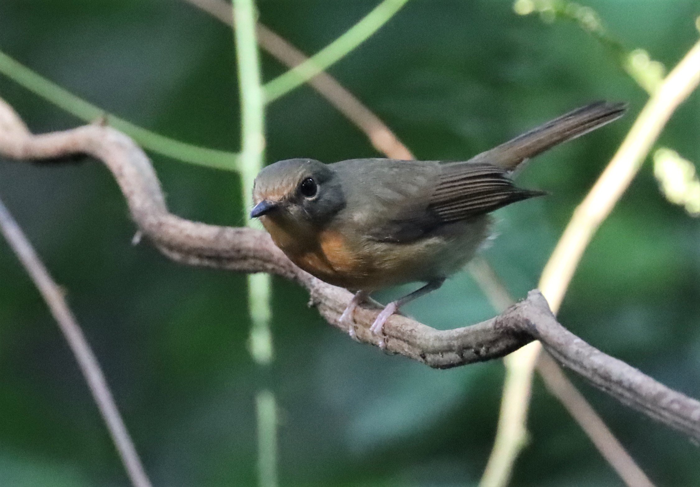 FLYCATCHER - LARGE BLUE FLYCATCHER - Cyornis magnirostris - WAT THAM PRATHUN CHONBURI (13).jpg
