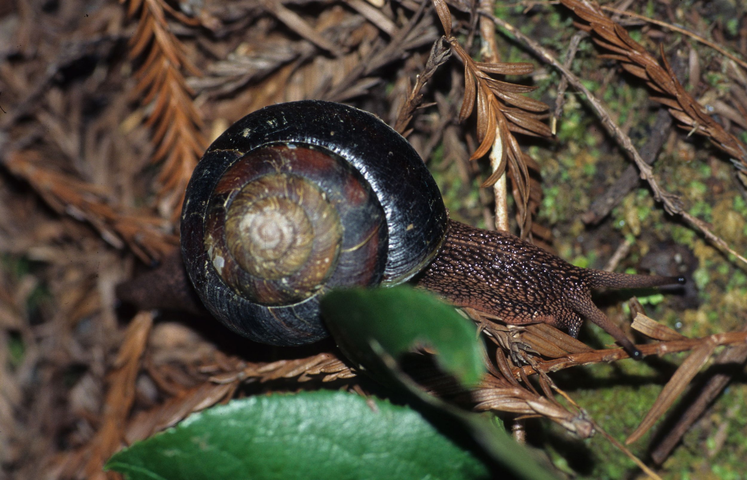INVERTS - MOLLUSCA - GROUND SNAIL - REDWOODS NP.jpg
