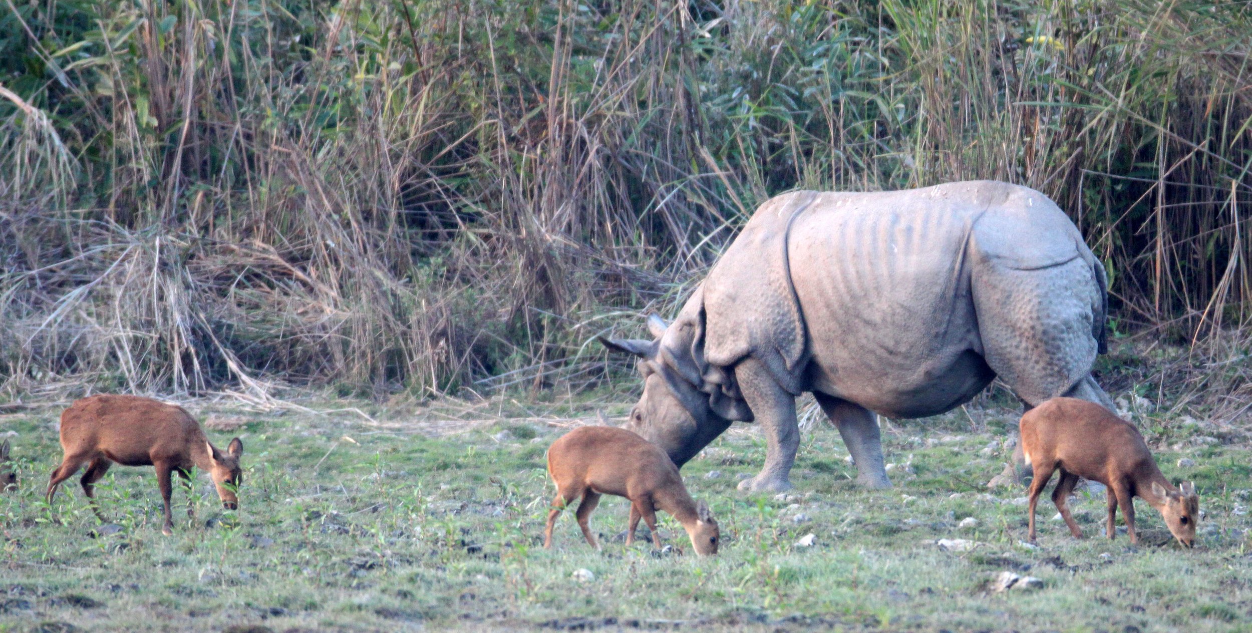 Asian One-horned Rhino and Hog Deer in Kaziranga (be sure to take above link to the main Wildlife Trip Report)