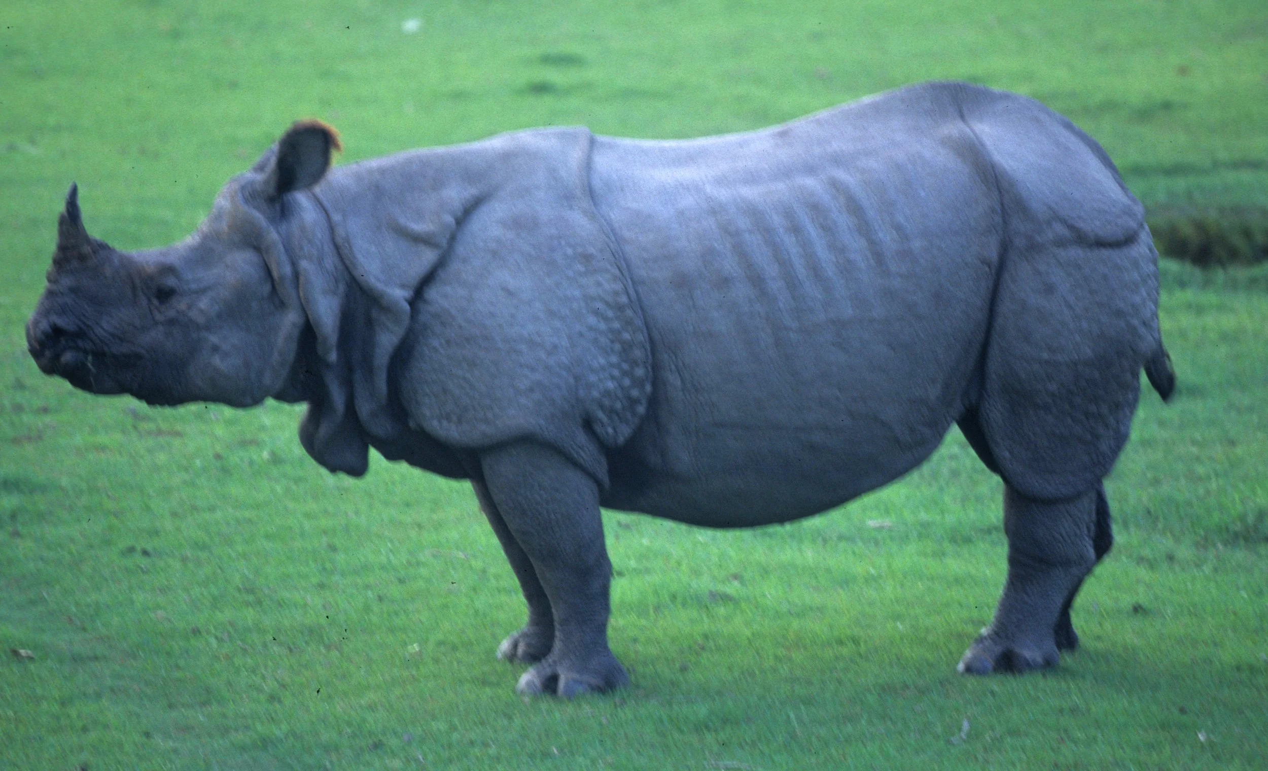 RHINO - ASIAN RHINO - CHITWAN NEPAL I.jpg