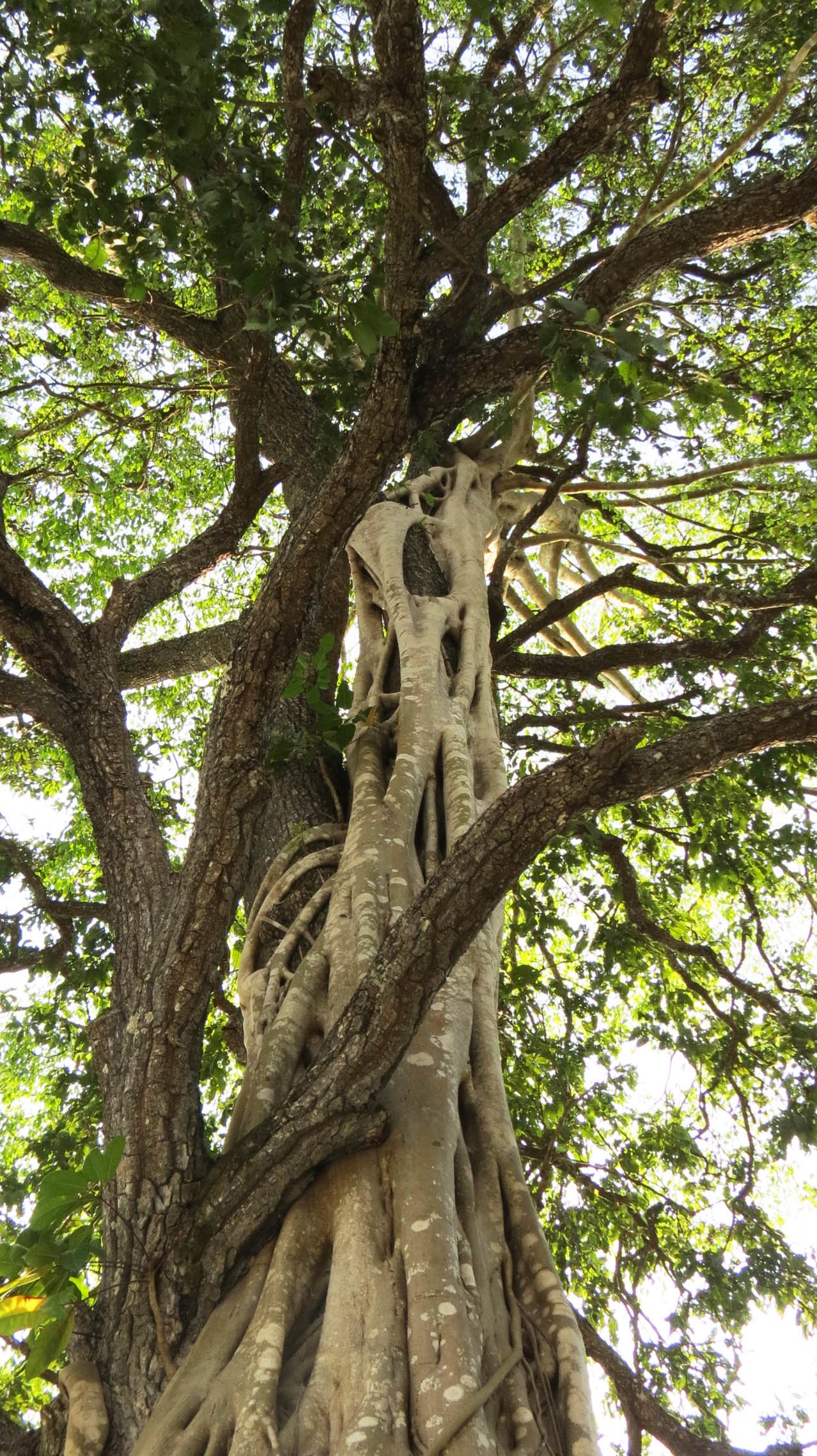 TOPSLIP NATIONAL PARK TAMIL NADU INDIA (36).JPG